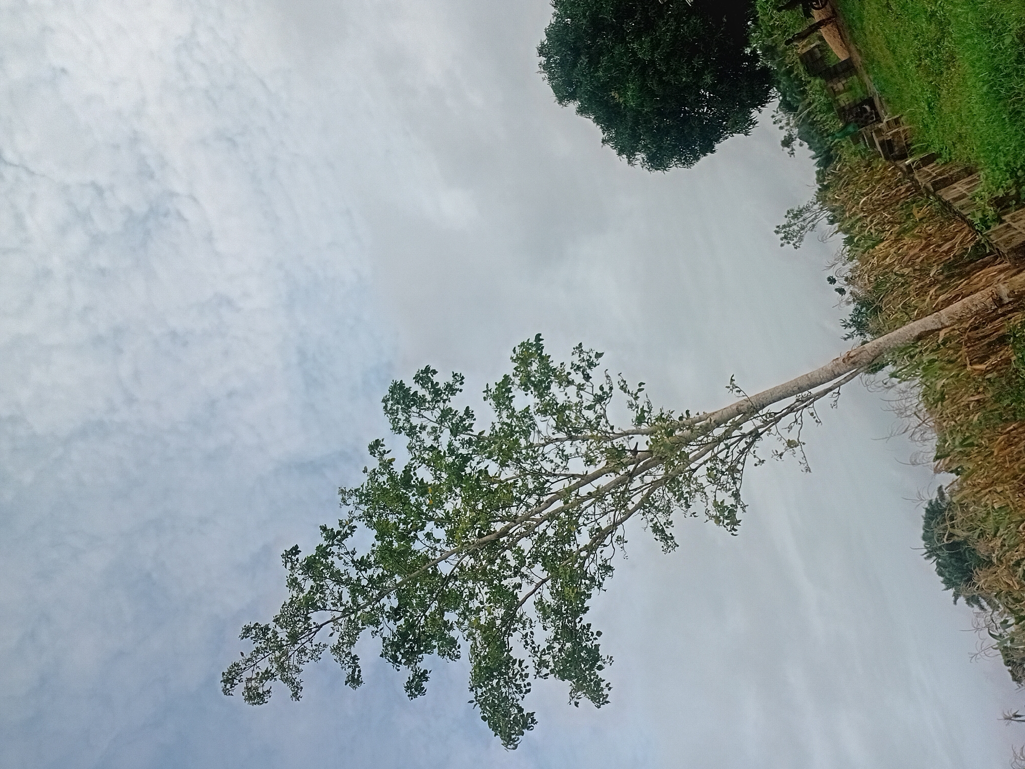 A tall, slender tree with sparse green leaves dominates the left side of the frame, its trunk leaning to the right and reaching into a cloudy sky. The tree's branches extend upwards and outwards. To the right of the tree, a field of dry, golden cornstalks is visible, bordered by a low, weathered stone wall. Beyond the cornfield, a lush, dark green tree stands prominently. The ground is covered in vibrant green grass. The overall scene depicts an outdoor agricultural or rural environment under an overcast sky.