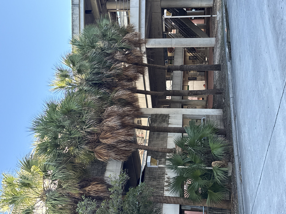 Palm trees line a building's facade, their trunks rising between concrete structural elements. Behind, a staircase is visible. The scene features a clear blue sky above the trees. A sidewalk runs alongside the structure.