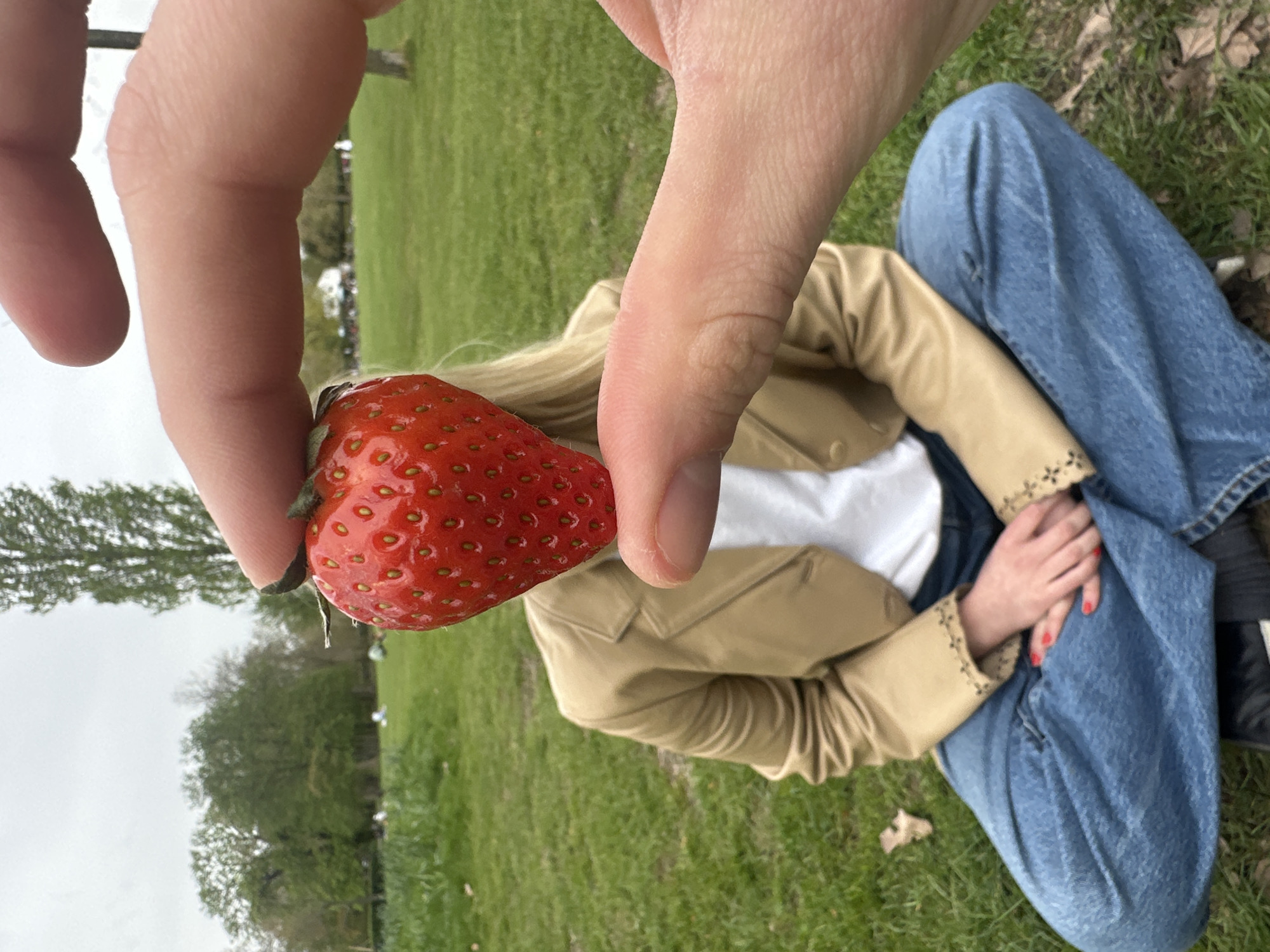 A close-up shot captures a person holding a strawberry between their fingers, with another person seated in the background on a grassy area. The person holding the strawberry has their fingers in the foreground. The strawberry is red and plump with small green leaves at the top. The seated person in the background is wearing a tan jacket over a white top and blue jeans. Their hands are resting on their lap. The background consists of a green grassy field with trees and what appears to be other people further in the distance. The scene suggests an outdoor setting, possibly a park, in London, United Kingdom.