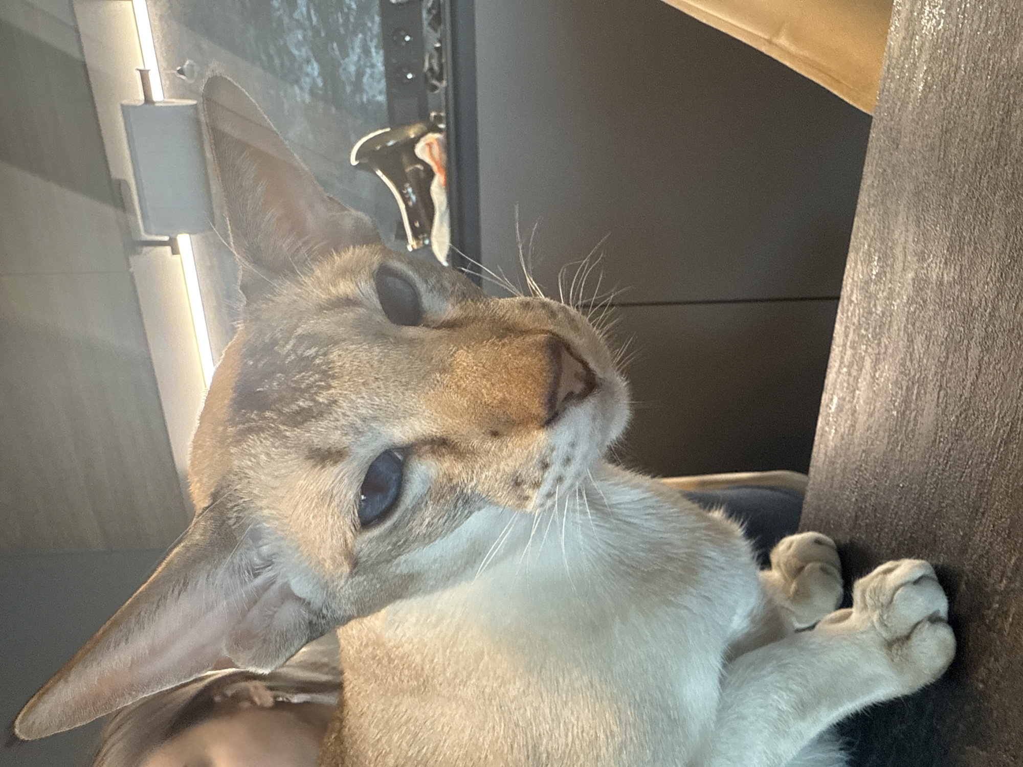 This close-up image, set in Saint Petersburg, Russia, features a sleek, light-furred cat with striking blue eyes and prominent ears, likely an Oriental Shorthair or a similar breed. The cat's head is tilted upwards and to the left, with its gaze directed slightly to the right, conveying a curious or attentive expression. Its long white whiskers are clearly visible.
The cat appears to be resting against a dark, textured surface, possibly an armrest of a sofa or chair, which occupies the right side of the frame. In the bottom left corner, the top of a human head, with light-colored hair, is partially visible, suggesting the cat is being held or is resting close to a person.
The background reveals a modern indoor setting with linear strip lighting illuminating a wall. Above the cat's head, subtle reflections from metallic or shiny objects, possibly decorative fixtures, can be observed. The artificial lighting suggests the photo was taken indoors during the evening or in a well-lit room during the day. The scene evokes a calm and domestic atmosphere. No text is visible in the image.