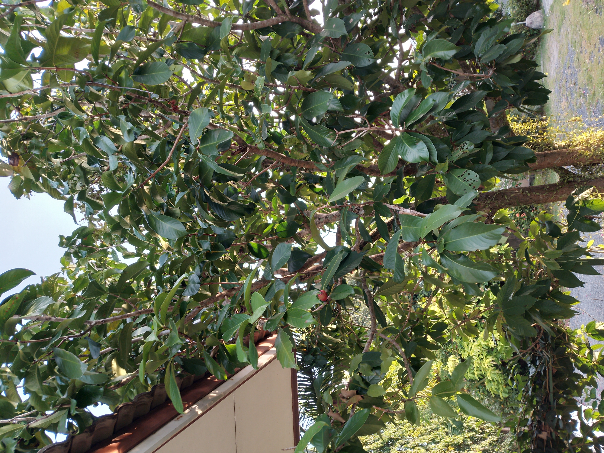 An outdoor, eye-level shot captures the dense foliage of a tree in Baan Mae Nam, Thailand, under a clear sky. The tree's branches, thick with broad, dark green leaves, dominate the frame. One small, red fruit is visible among the leaves. To the left, a portion of a roof with brown tiles and a white soffit suggests the presence of a building. In the background, lush green vegetation and dappled sunlight indicate a natural setting. The ground appears to be a mix of gravel and grass. The scene is tranquil, with no people or animals present.