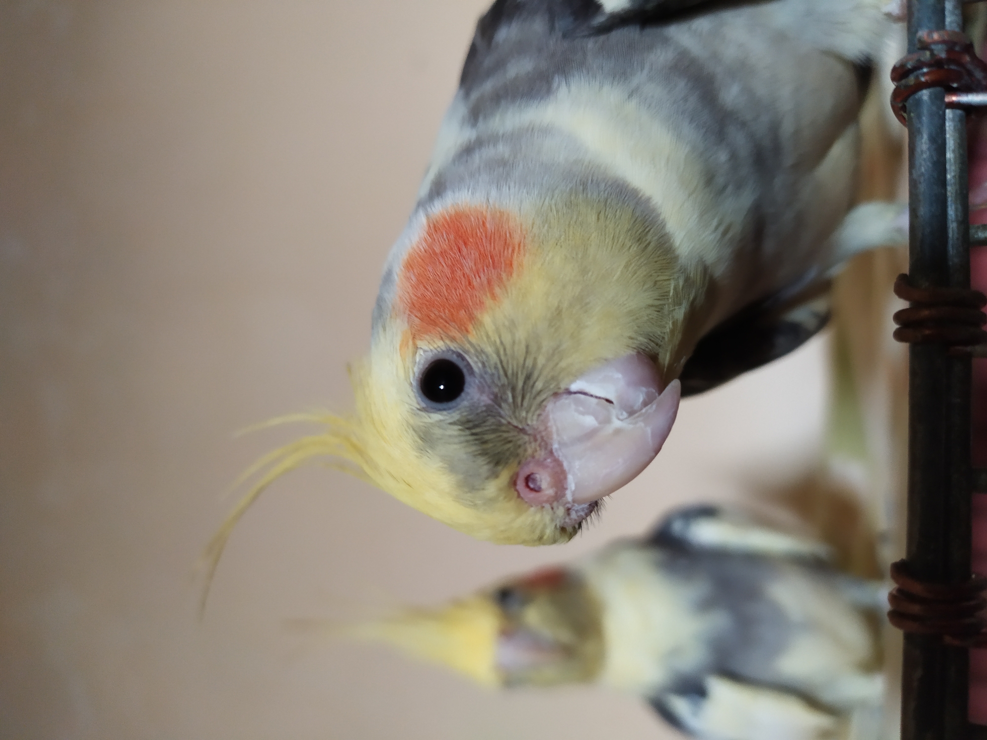 Two cockatiels are in focus, one in the foreground and one in the background, on what appears to be a cage. The foreground cockatiel is a close-up shot, showing its yellow crest, orange cheek patches, and gray and white body feathers. Its eye is black and beady, and its beak is light pink. The background cockatiel is blurred but also shows similar coloring. The background is a plain, light brown. There is no indication of the city of Bilajari, Azerbaijan, or any urban environment in this image.
