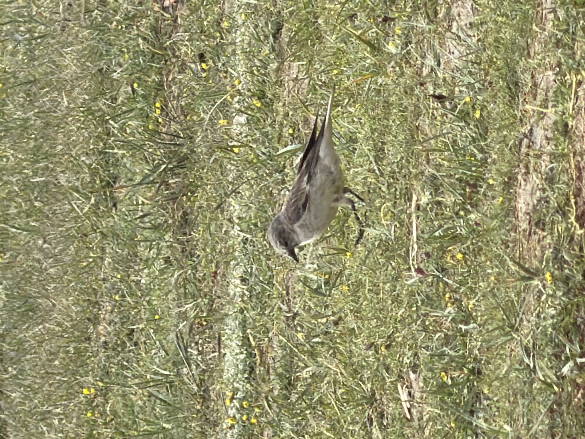 A small, light brown bird is captured in a full-body shot, facing to the right, in an outdoor environment. The bird is walking on a grassy ground dotted with small yellow flowers and patches of dry soil. Its feathers are a mix of light brown and gray, with darker markings on its wings and tail. The bird's beak is dark and pointed, and its eyes are small and dark. The background is a blur of green grass, consistent with a park or open field. The lighting suggests it is daytime, possibly late morning or early afternoon. The overall impression is of a natural, outdoor scene.