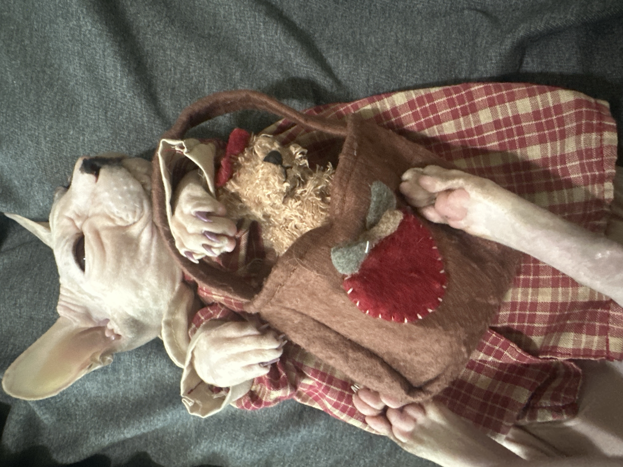 A Sphinx cat, adorned in a red and cream plaid dress, rests on a grey textured surface. The cat's paws, some with purple-painted nails, are visible, and one paw is placed on a small, brown felt purse decorated with a red felt strawberry appliqué. A small, brown, plush teddy bear is nestled within the purse. The cat's eyes are closed, and its face is turned upwards. The image is taken from a top-down perspective. The location of the image in Togliatti, Russia is not ascertainable from the provided visual information.