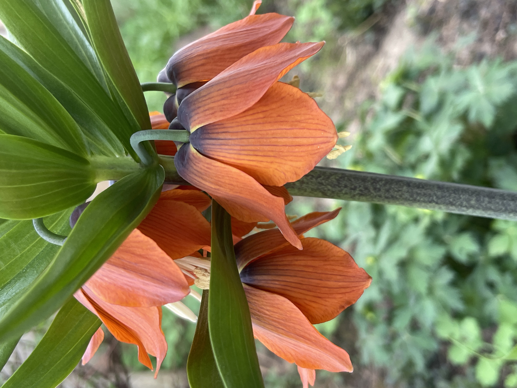 The image shows a cluster of orange Crown Imperial flowers (Fritillaria imperialis) with prominent veins on their petals and dark bases. The flowers are surrounded by linear, green leaves. The background is blurred, suggesting an outdoor setting with greenery. There is no evidence to confirm the location is Zhigalki, Russia.