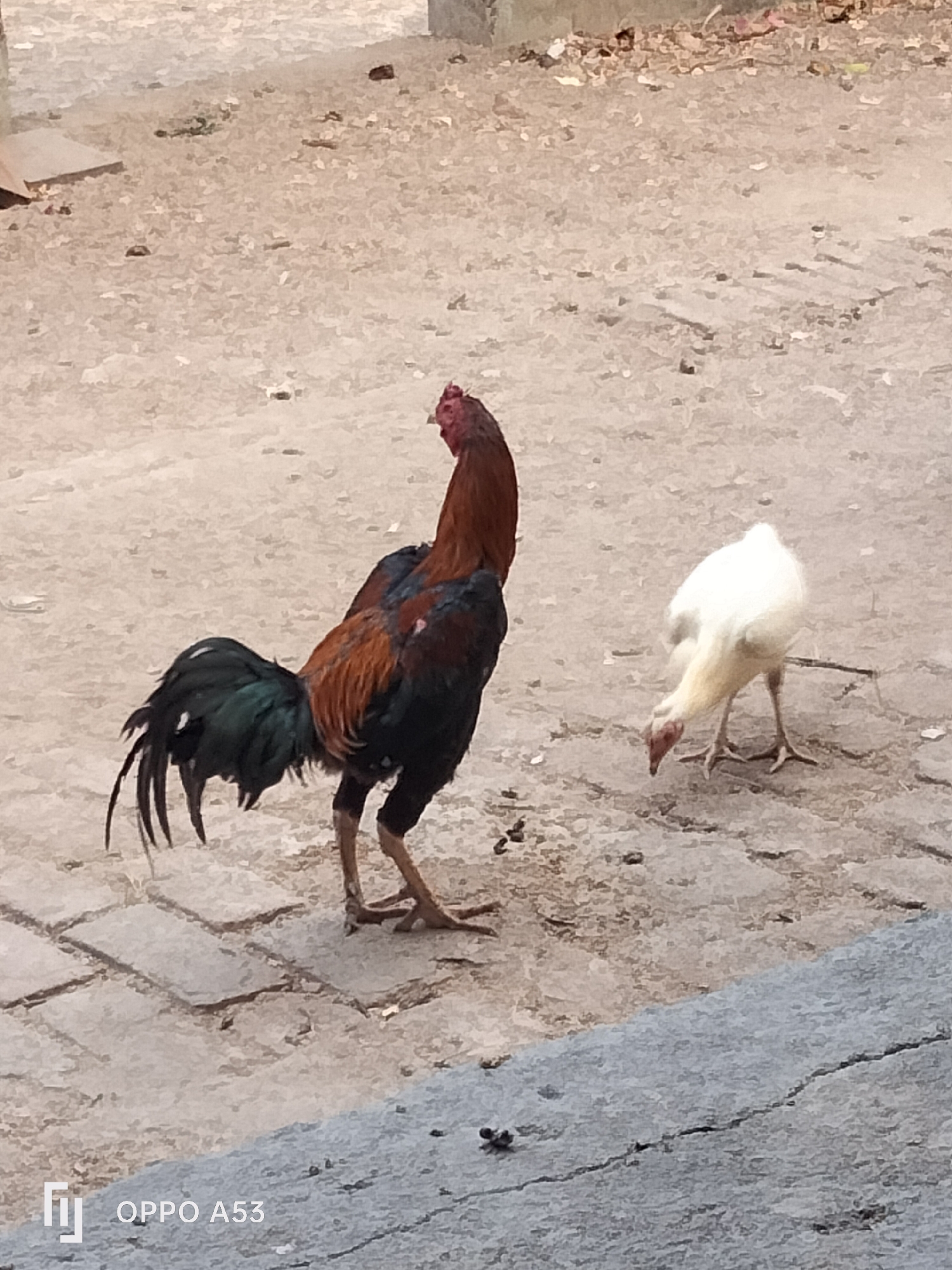 Two chickens are visible in an outdoor, partially paved area. A large rooster, primarily brown and black with green iridescent tail feathers, stands facing left, its head turned upwards. To its right, a smaller white chicken is bent over, pecking at the ground. The ground consists of patches of dirt and paving stones. In the foreground, a gray concrete surface with a crack runs diagonally. The background shows more dirt and debris. The image is watermarked with "OPPO A53". This scene is typical of a rural or semi-urban environment in Trenggalek, Indonesia, where free-ranging poultry is common.