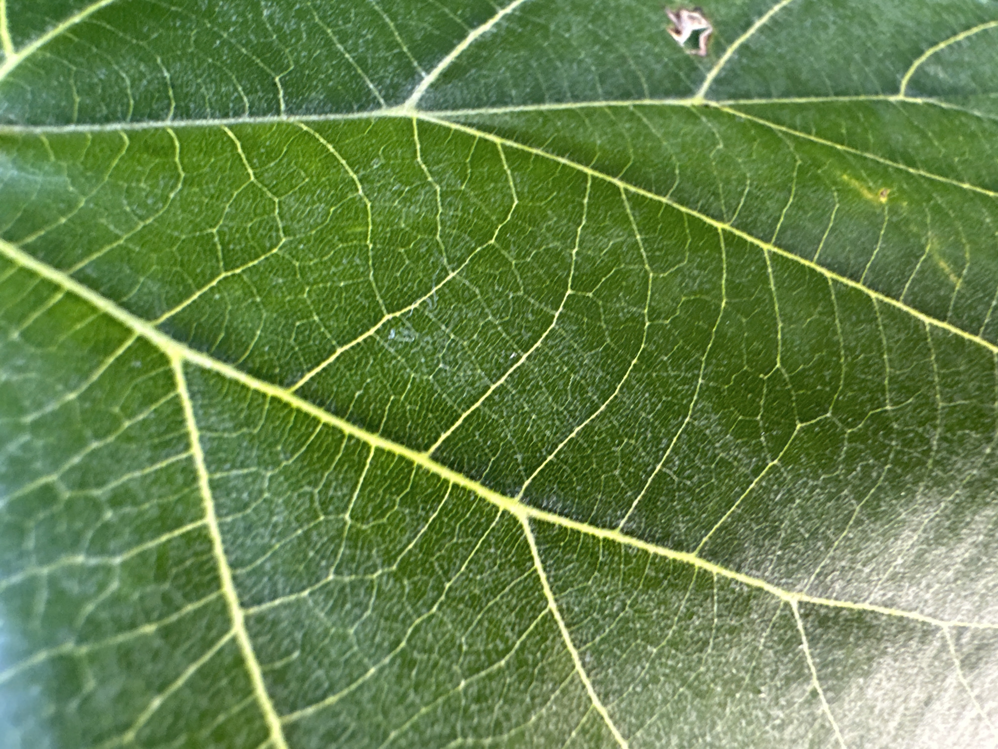 The image is a close-up, macro photograph of a green leaf, showcasing its intricate vein structure. The leaf is a vibrant green with prominent yellow veins that form a network across its surface. The texture of the leaf appears slightly rough and possibly dusted, with some imperfections visible. The lighting highlights the veins and creates subtle shadows, emphasizing the three-dimensional quality of the leaf's surface. The photograph is taken at an angle, giving a dynamic perspective of the leaf's venation. There is no indication of a specific location in Varna, Bulgaria, or any human presence.
