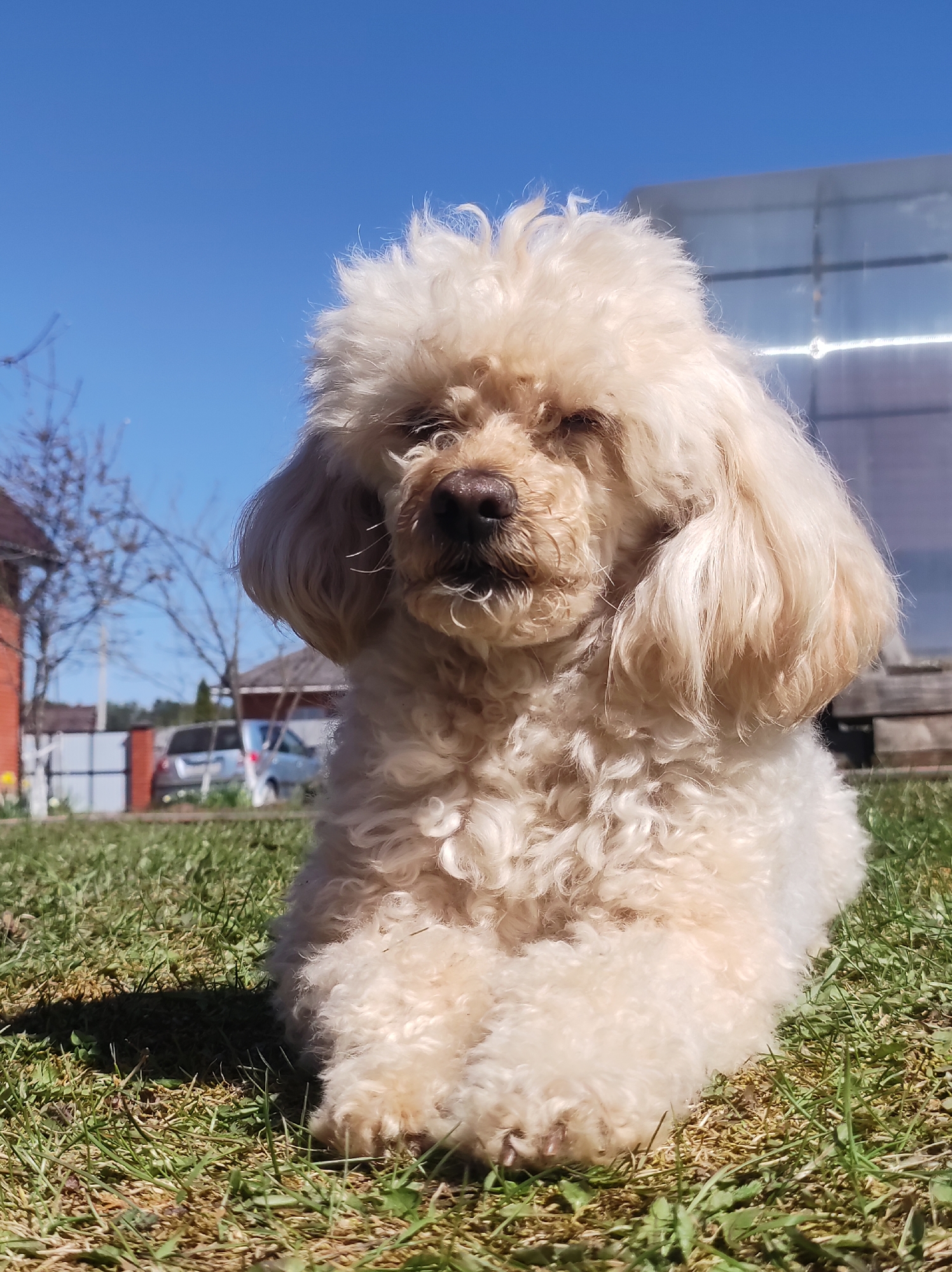 A tan-colored poodle is sitting on a grassy lawn. The dog is facing forward, with its paws tucked beneath its chest. In the background, there is a building with a brick wall, a white fence, a silver car, and a greenhouse. The sky is clear and blue. The image was taken outside in the daytime with good lighting. The location is Фоки, Russia.