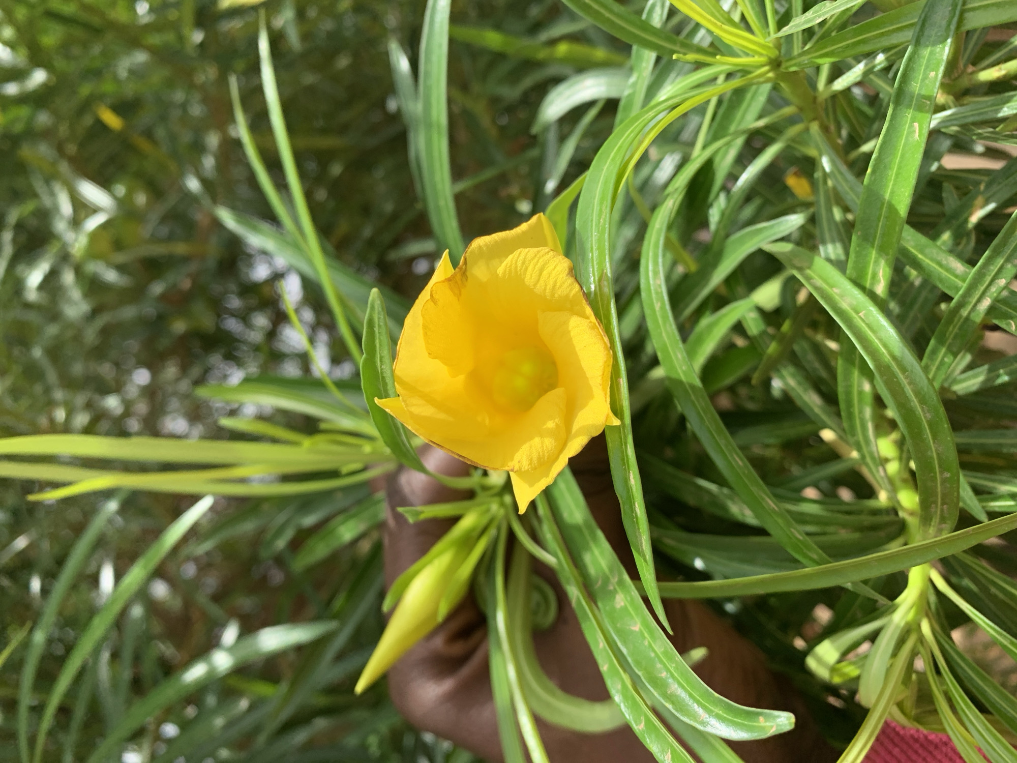 A bright yellow flower blooms amidst long, narrow green leaves. A hand with dark skin gently holds the flower. The setting appears to be an outdoor location in Rafin Par, Nigeria, based on the metadata. The background shows blurred greenery. A flower bud is visible next to the blooming flower.
