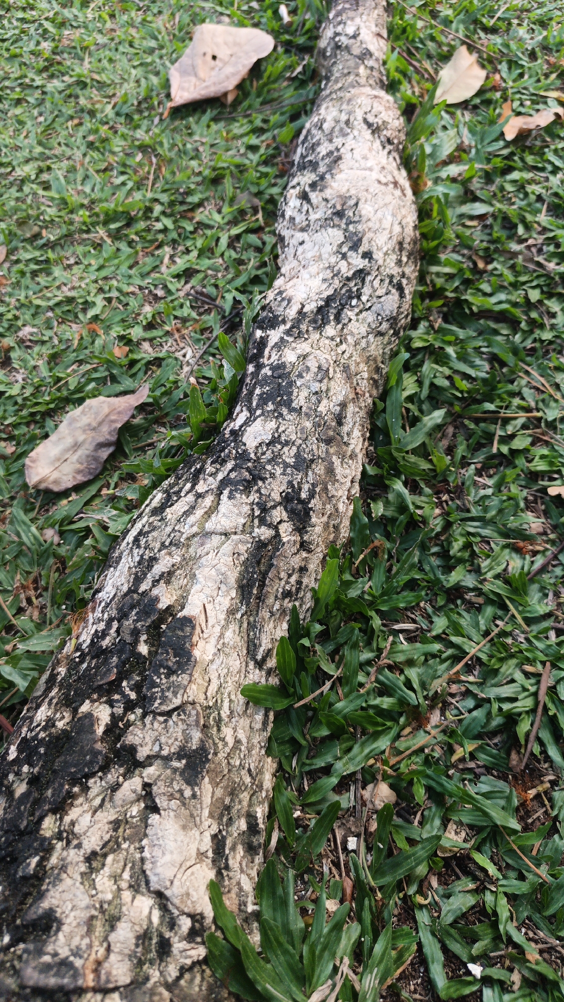 A thick, gnarled tree root lies horizontally on a patch of green grass. The root is covered in rough, textured bark, predominantly light brown and gray with patches of dark mossy growth. Several dried, brown leaves are scattered on the grass around the root. The scene is set outdoors, likely in a park or garden area within the city of Bacin, Indonesia. There are no people or active interactions depicted in the image.