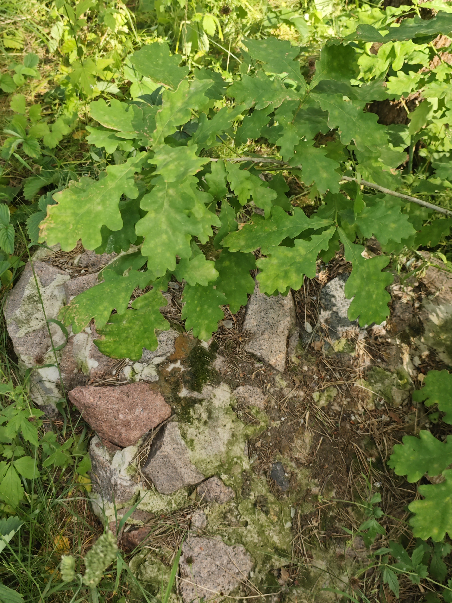 This is a vertical, eye-level medium shot of a leafy branch from an oak tree. The branch is positioned in the upper half of the frame, with its lobed green leaves extending across the image. Some of the leaves have yellow spots, suggesting potential disease or nutrient deficiency. The branch rests on a cluster of rocks of varying sizes and colors, predominantly grey and reddish-brown, with some moss and lichen growth. The ground beneath and around the rocks is covered with dry pine needles, soil, and sparse green vegetation, including grass and smaller plants with broad leaves. The overall setting appears to be a natural environment, possibly a forest floor or the edge of a wooded area. The lighting suggests it is daytime, with sunlight dappling the scene, creating shadows and highlighting the textures of the leaves and rocks. The scene is peaceful and natural. No people or text are visible. The location context is Svietlahorsk, Belarus.