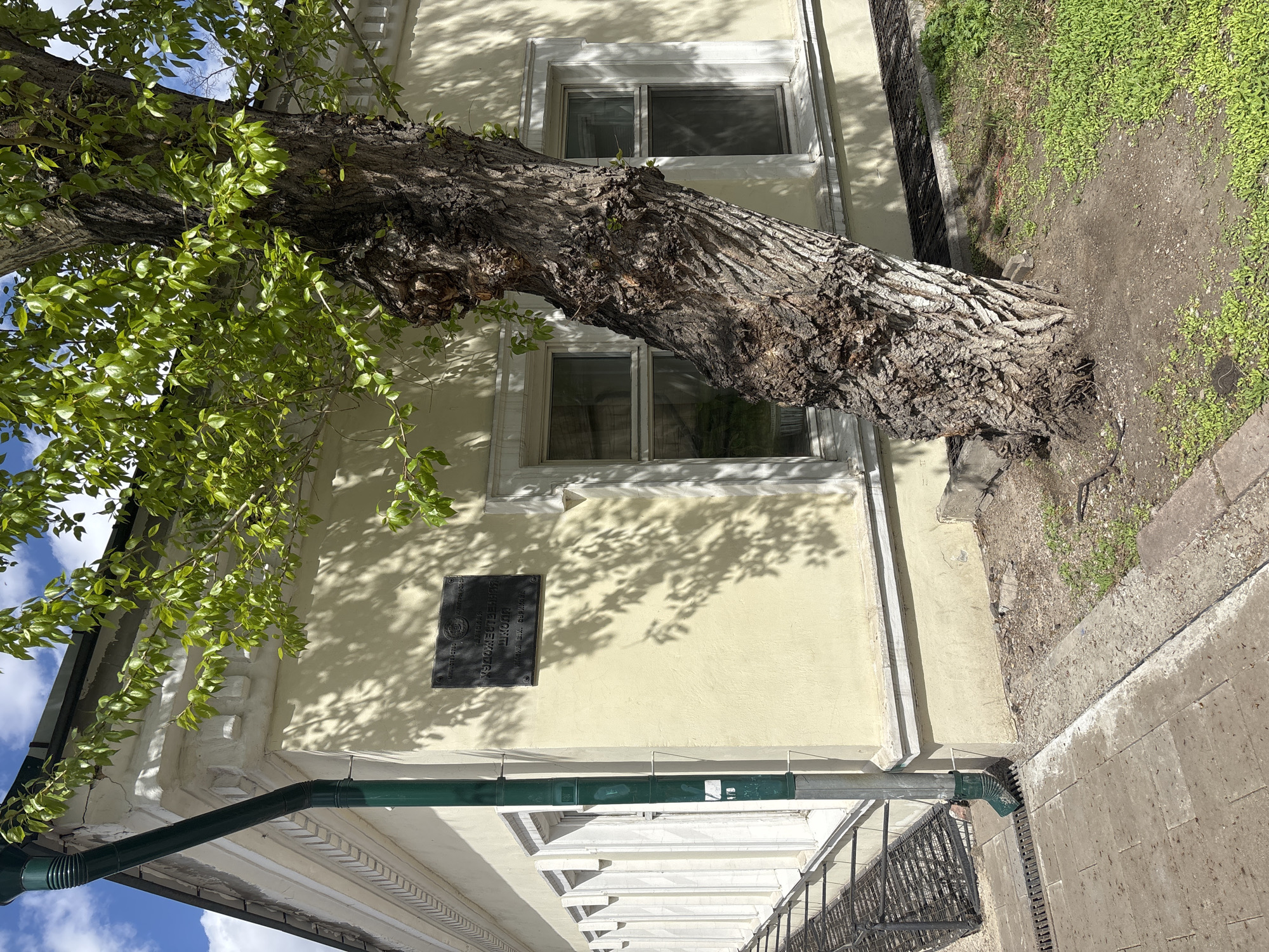 A tree grows from the ground and crosses the face of a two-story building. The tree trunk runs across the middle of the building, obscuring windows on the second floor. A plaque is mounted on the first floor of the building. The building is located at Mira Avenue, 14, Krasnoyarsk, Russia.