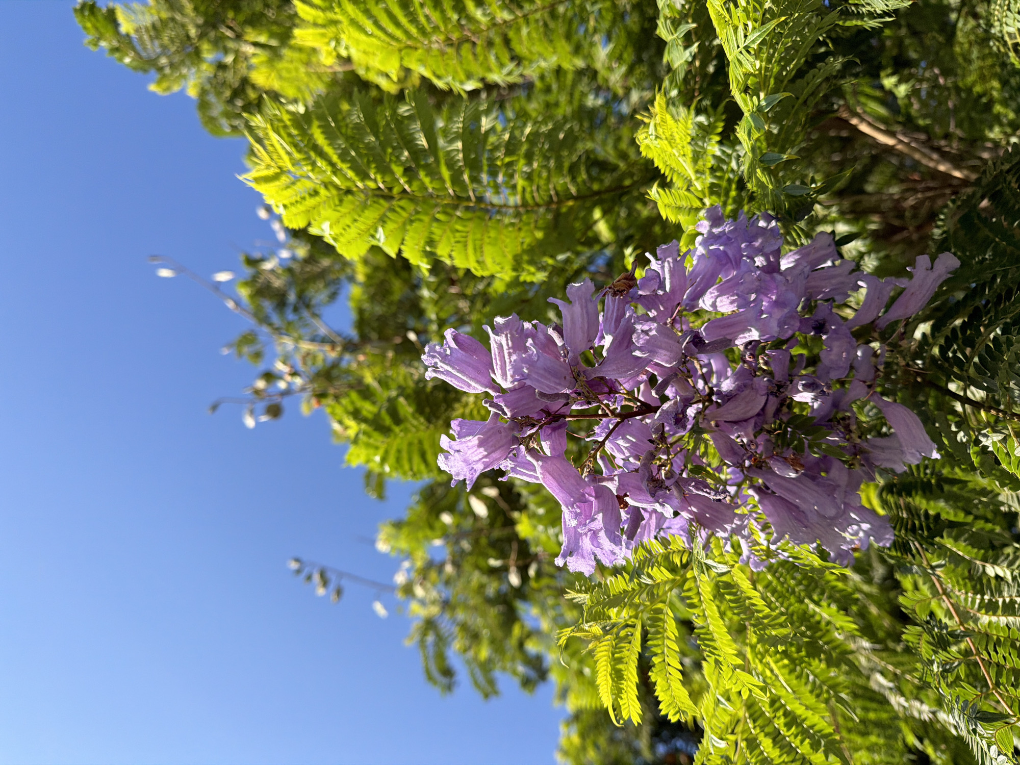 A close-up, low-angle shot captures a cluster of vibrant purple Jacaranda flowers in bloom against a clear blue sky. The blossoms are clustered together on a branch, with individual flowers exhibiting a trumpet-like shape and delicate, ruffled edges. Lush, bright green foliage surrounds the flowers, creating a stark contrast with the purple blooms and the expansive sky. The leaves are finely dissected, characteristic of the Jacaranda tree. The scene is set outdoors, amidst the natural beauty of Irvine, California, United States of America, likely during springtime when Jacaranda trees are in full bloom. The lighting suggests a bright, sunny day. No people are visible in the image.
