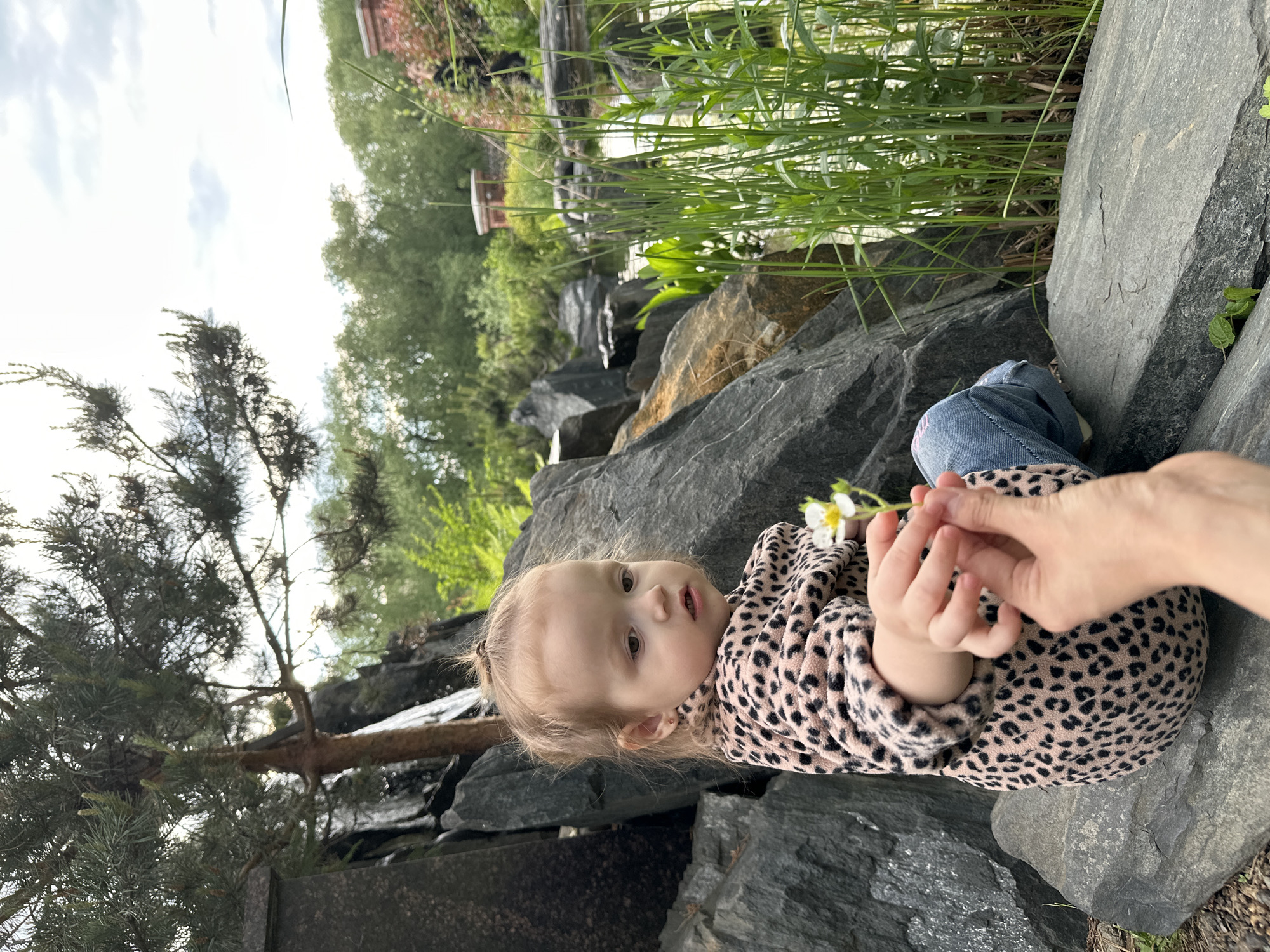 This image, captured in Yekaterinburg, Russia, depicts a young toddler seated outdoors amidst a rocky, natural landscape. The child, appearing to be around one to two years old, has light-colored hair pulled back and is dressed in a tan and black leopard-print jacket or top and blue jeans. They are positioned on large, dark grey rocks, which seem to be part of a landscaped garden or a natural stream bed.
An adult's hand is visible on the right side of the frame, gently holding a small white flower with a green stem, presenting it to the child or helping the child hold it. The child looks directly towards the camera with a curious and engaged expression, mouth slightly open.
The background is rich with greenery, featuring tall grasses, various trees (including a pine-like evergreen on the left), and what appears to be a water feature, possibly a stream or small waterfall cascading over rocks. In the distant background, a structure with a reddish roof can be faintly seen through the foliage. The sky, visible in the upper left, is bright and overcast, indicating daytime. The scene conveys a tender moment of interaction and discovery in nature. No text is visible in the image.