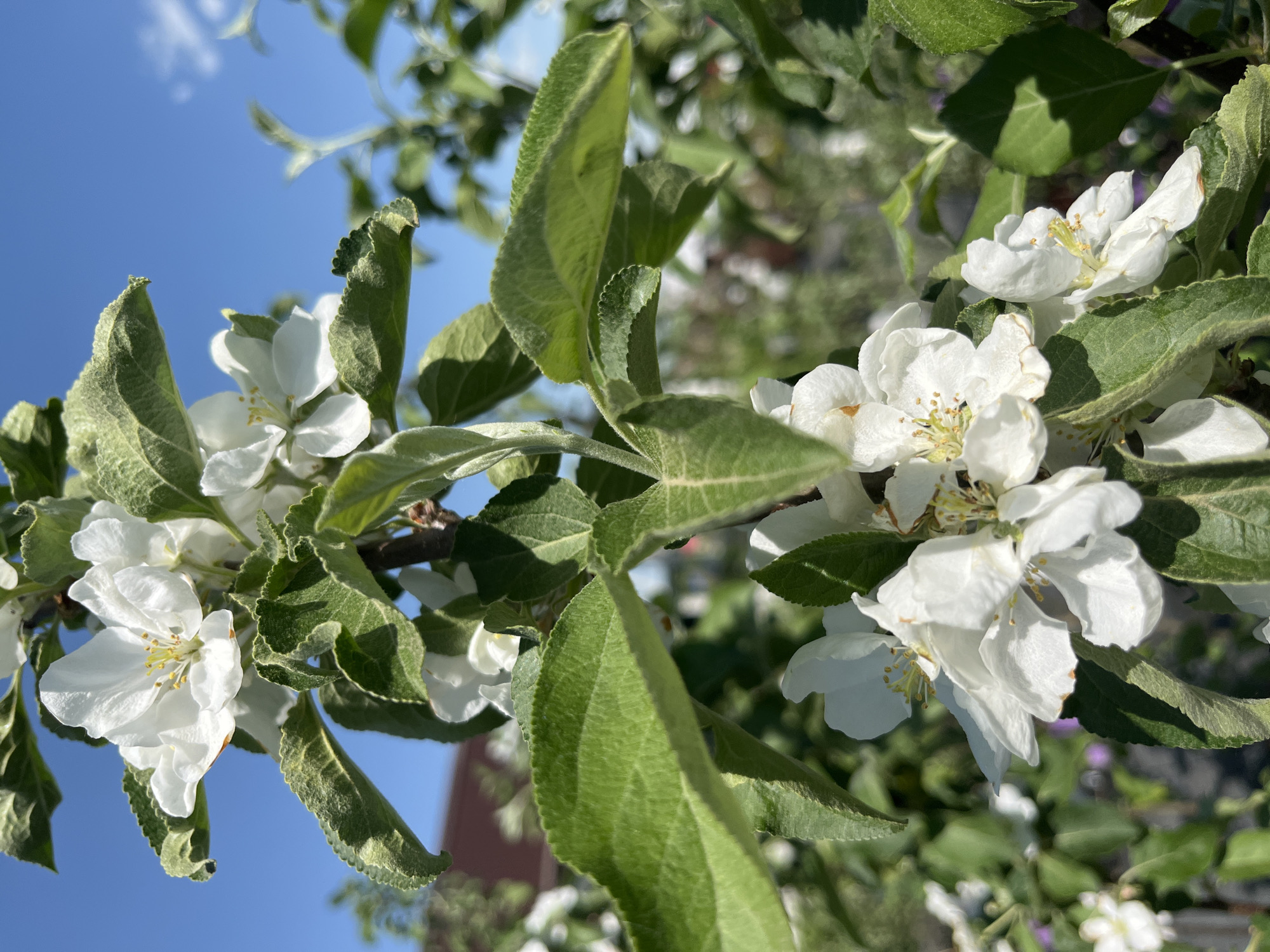 A close-up shot reveals a blossoming tree branch against a clear blue sky. The white flowers are in full bloom, with their petals open, showcasing the yellow stamens. The leaves are green with serrated edges, varying in size. A glimpse of a brick building is visible in the background. The image was taken in Malaya Ven'ya, Russia.