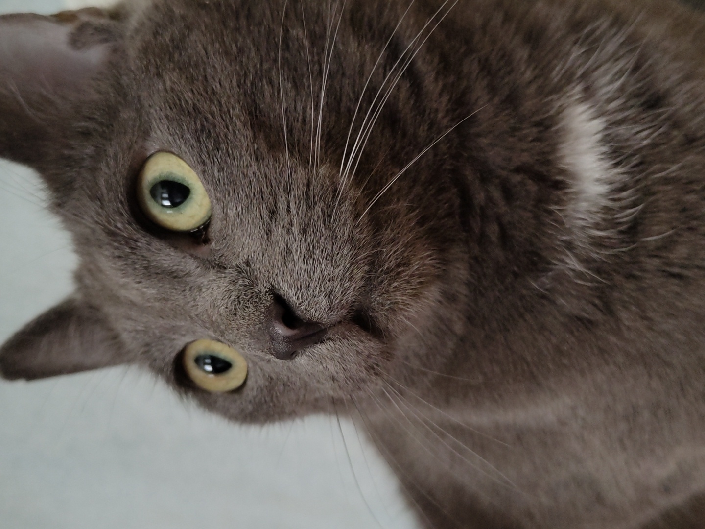 The image is a close-up, eye-level shot of a grey cat's face. The cat is positioned in the center of the frame, with its head tilted. Its eyes are large and green, with dark pupils. The fur is short and dense, with subtle variations in shade and a lighter patch on its forehead. The cat's nose is dark and appears wet. Long, white whiskers extend from its muzzle. The background is a plain, light-colored surface, out of focus. The lighting is soft and even, suggesting an indoor setting. The cat's expression is neutral, with its gaze directed slightly upwards. There is no visible text or other contextual information. The image seems to be taken in natural light, potentially during the day, as there are no artificial light sources visible.