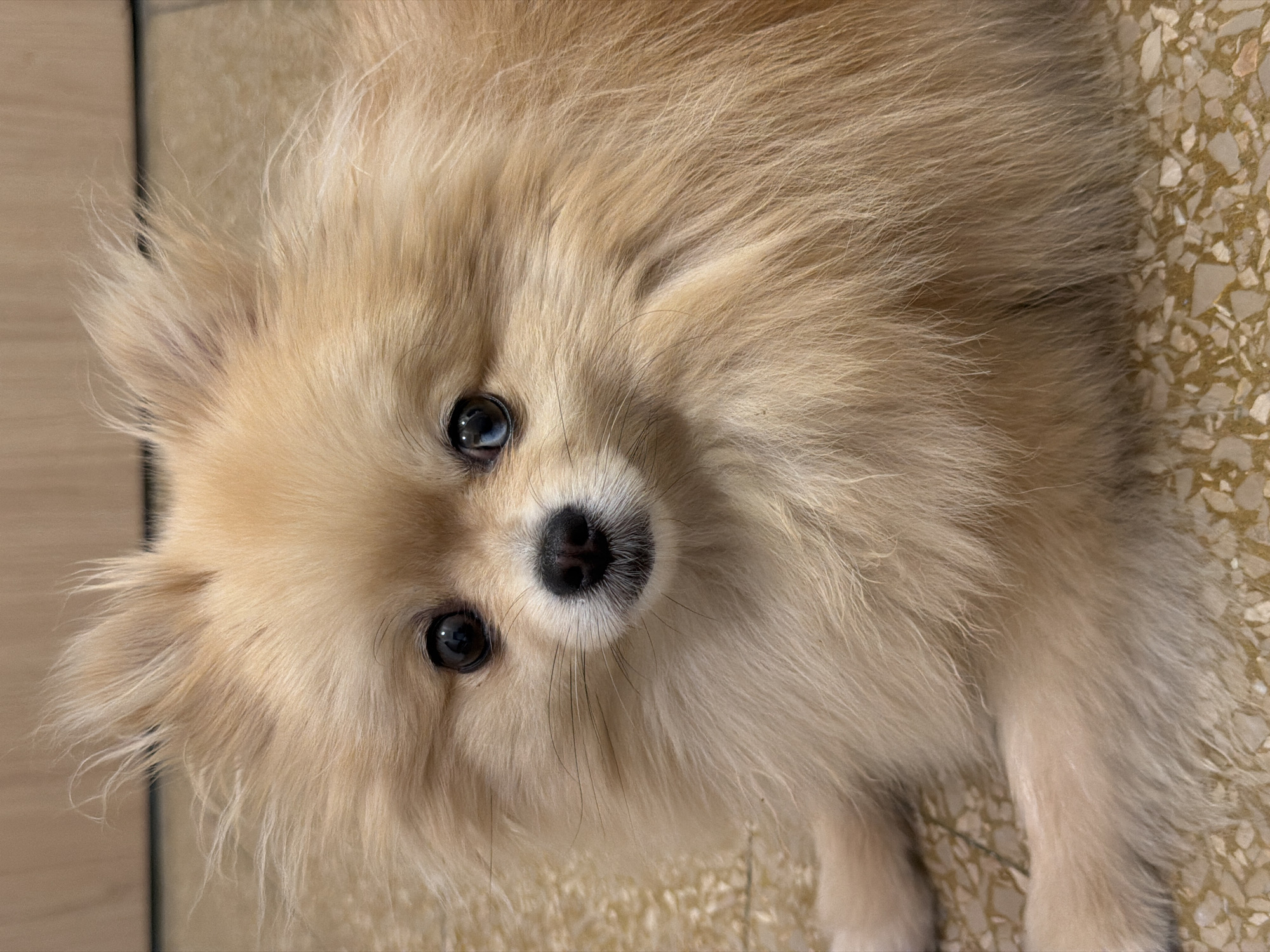 This is a close-up, high-angle shot of a fluffy Pomeranian dog lying on a patterned floor. The dog has light cream-colored fur and dark, expressive eyes. Its nose is black and wet, with a few long whiskers visible. The background shows a floor with a terrazzo-like pattern of cream and brown chips. The lighting is bright, suggesting daytime. The dog appears alert and possibly curious, looking directly at the camera. The overall impression is one of a cute and cozy domestic scene.