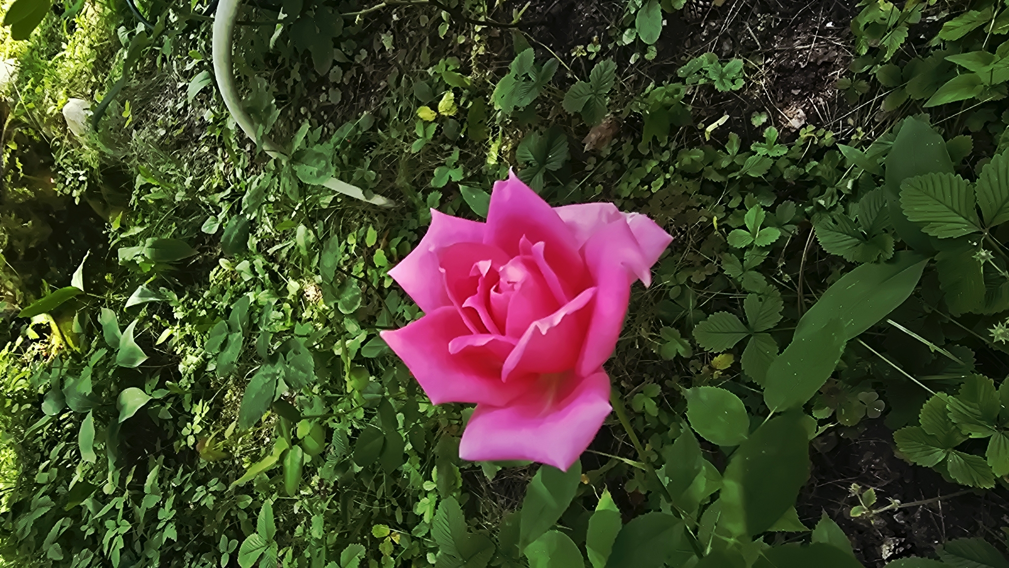The media file shows a close-up, top-down view of a vibrant pink rose in full bloom. The rose is the central subject, with its petals unfurling in layers, revealing a lighter pink center. It is set against a background of lush green foliage, composed of various leaves and smaller plants. The lighting suggests it might be daytime, possibly late afternoon or early evening, given the soft quality of the light. The overall mood is one of natural beauty and tranquility. The scene appears to be a garden or a natural outdoor setting. There is no visible text in the media file. The location context provided is Il'inskiy, Russia, which aligns with a temperate climate suitable for rose cultivation.