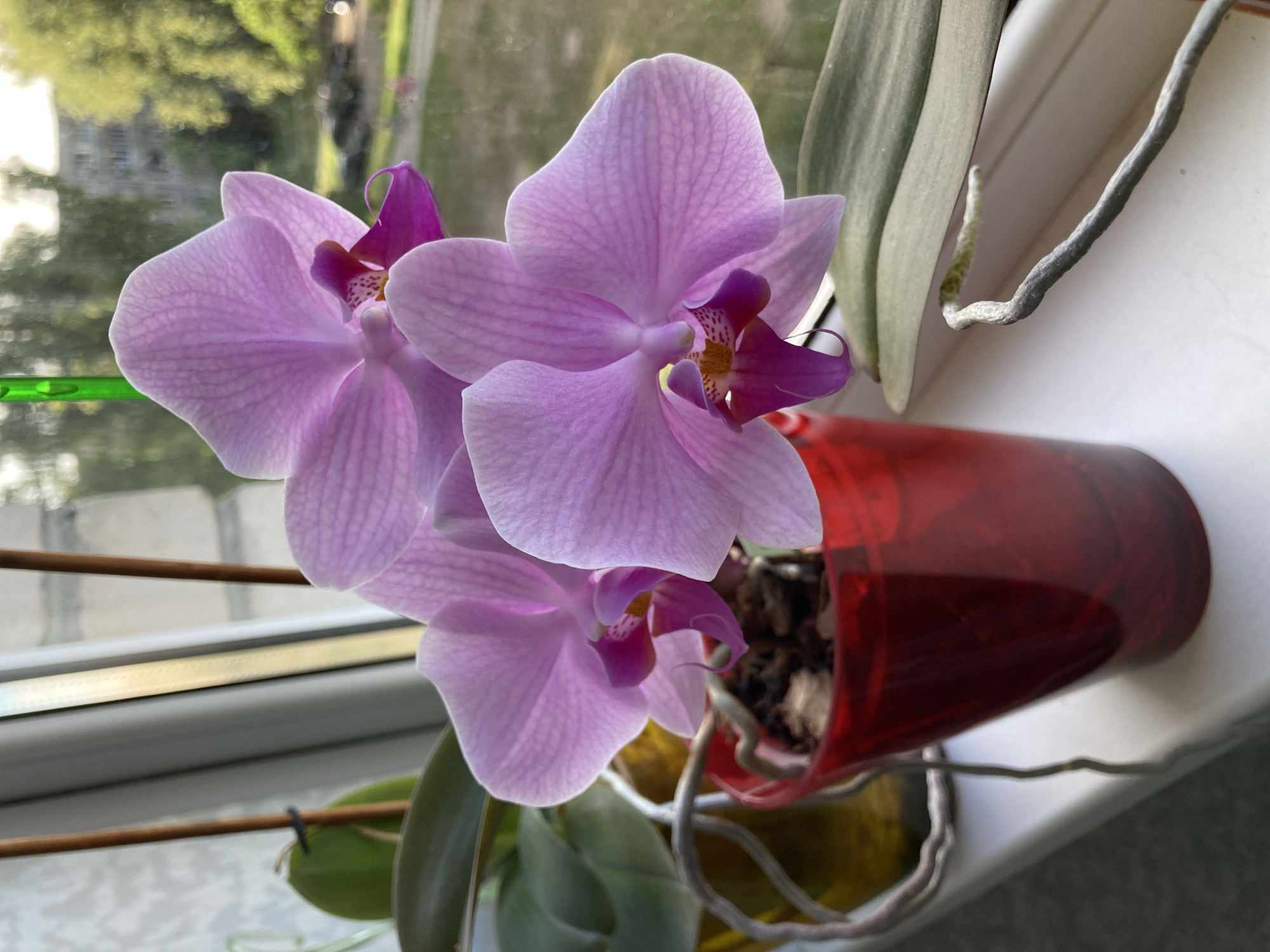 A close-up, vertical, eye-level shot showcases a vibrant pink orchid with multiple blooms and visible aerial roots, potted in a translucent red container. The orchid is positioned on a white windowsill, with its blossoms slightly blurred and angled towards the viewer. Behind the plant, a window reveals an outdoor scene with blurred green trees and a building. The overall lighting suggests a bright, natural setting, possibly late afternoon due to the warm tones. The image's shallow depth of field focuses attention on the orchid's delicate petals and intricate details.