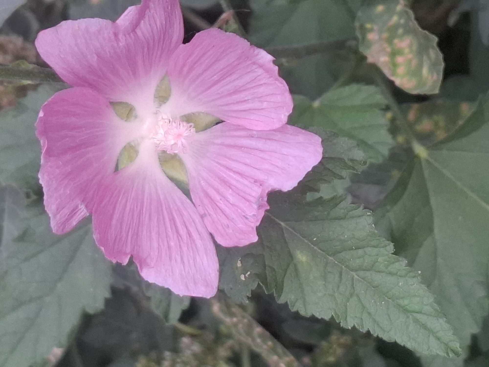 A close-up, slightly blurry photograph shows a single, vibrant pink flower with five petals. The petals are broad and have delicate, ribbed textures, fanning out from a light pink center. The center of the flower features a cluster of thin, light pink stamens. The flower is set against a backdrop of lush green leaves, some of which appear to have a slight yellowing or spotting. The overall lighting suggests an outdoor environment, possibly a garden or park. There is no indication of a specific location within Almaty, Kazakhstan. The image is purely a botanical study.