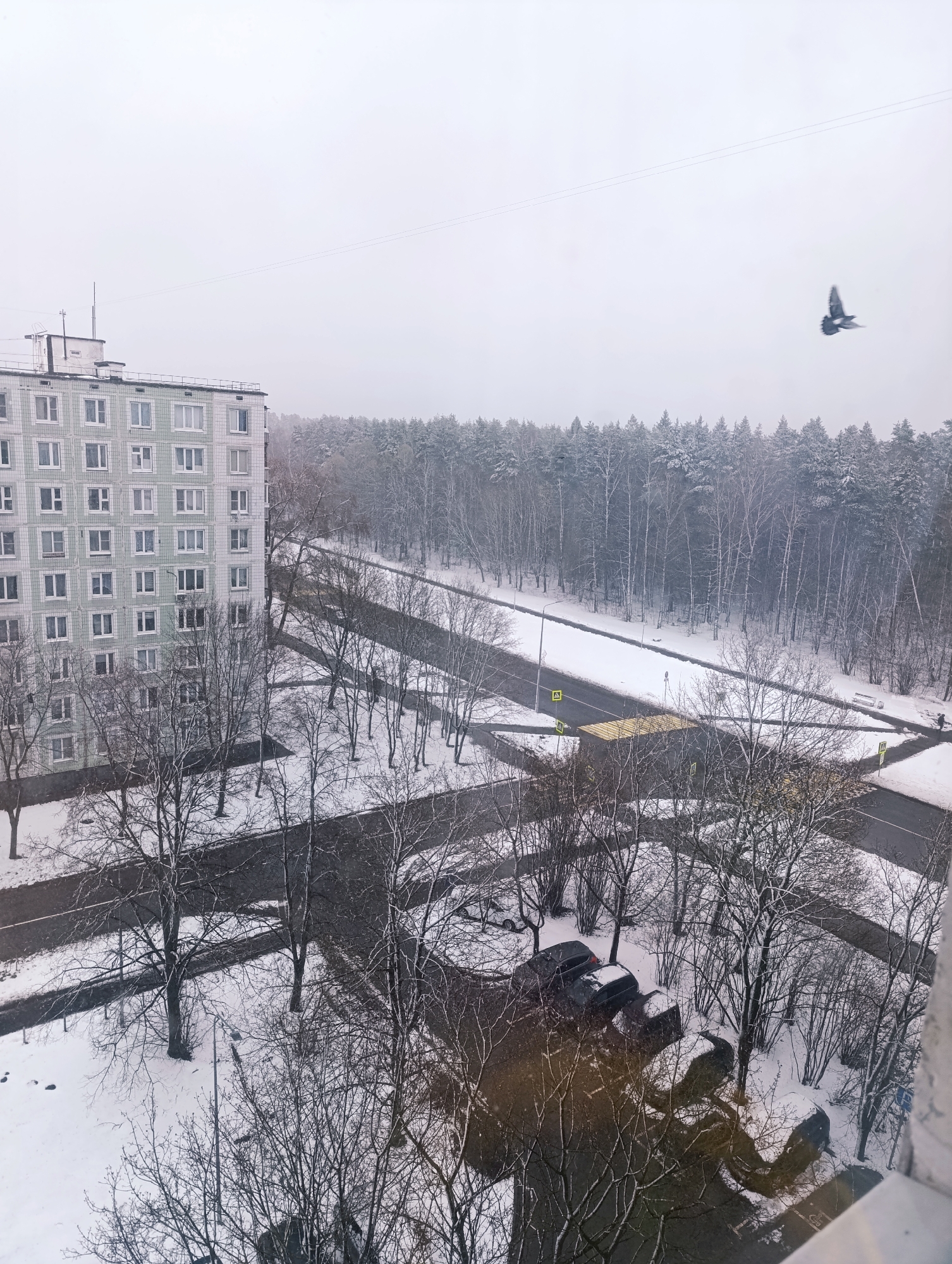 The image captures a high-angle view of a snow-covered urban-forest interface on an overcast winter day. On the left, a multi-story apartment building with numerous windows stands prominently, its facade appearing light grey or pale green. The ground is blanketed in snow, and numerous bare deciduous trees are scattered around the building and along the network of roads and pathways.
In the background, a dense forest, featuring both bare deciduous and snow-laden evergreen trees, stretches across the horizon under a pale, grey sky. Several asphalt roads crisscross the scene, some partially cleared of snow. Yellow pedestrian crossing markings, resembling zebra stripes, are visible on multiple roads. Adjacent to a crosswalk, a triangular yellow warning sign with a black border and a black pictogram is visible, alongside a standard yellow pedestrian crossing sign. A street light also stands near the roads.
A single dark bird, possibly a pigeon, is frozen mid-flight against the light sky in the upper right corner. A lone individual is seen walking on a snowy sidewalk near the forest's edge on the right, with a white bench nearby. In the bottom right, reflections from the interior of the viewing window obscure part of the scene, showing faint outlines of parked cars. The overall impression is of a quiet, cold, and serene winter environment.