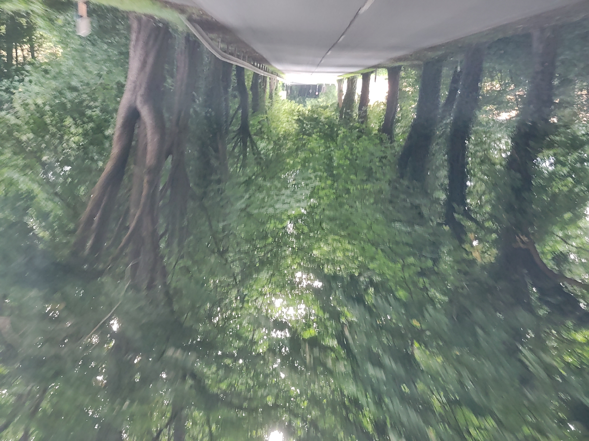 A road lined with mature trees creates a green tunnel effect. The road, paved with asphalt and marked with a white line, curves gently into the distance where it appears to open up to a brighter area. The trees on both sides of the road have thick, dark trunks and are covered in lush green foliage, forming a dense canopy overhead. Sunlight filters through the leaves, dappling the road with light and shadow. A metal guardrail runs along the right side of the road. In the background, the trees continue, suggesting a rural or park-like setting. The overall impression is one of a scenic drive through a verdant landscape. The specific location in Wangels, Germany, is not visually discernible from the image alone.