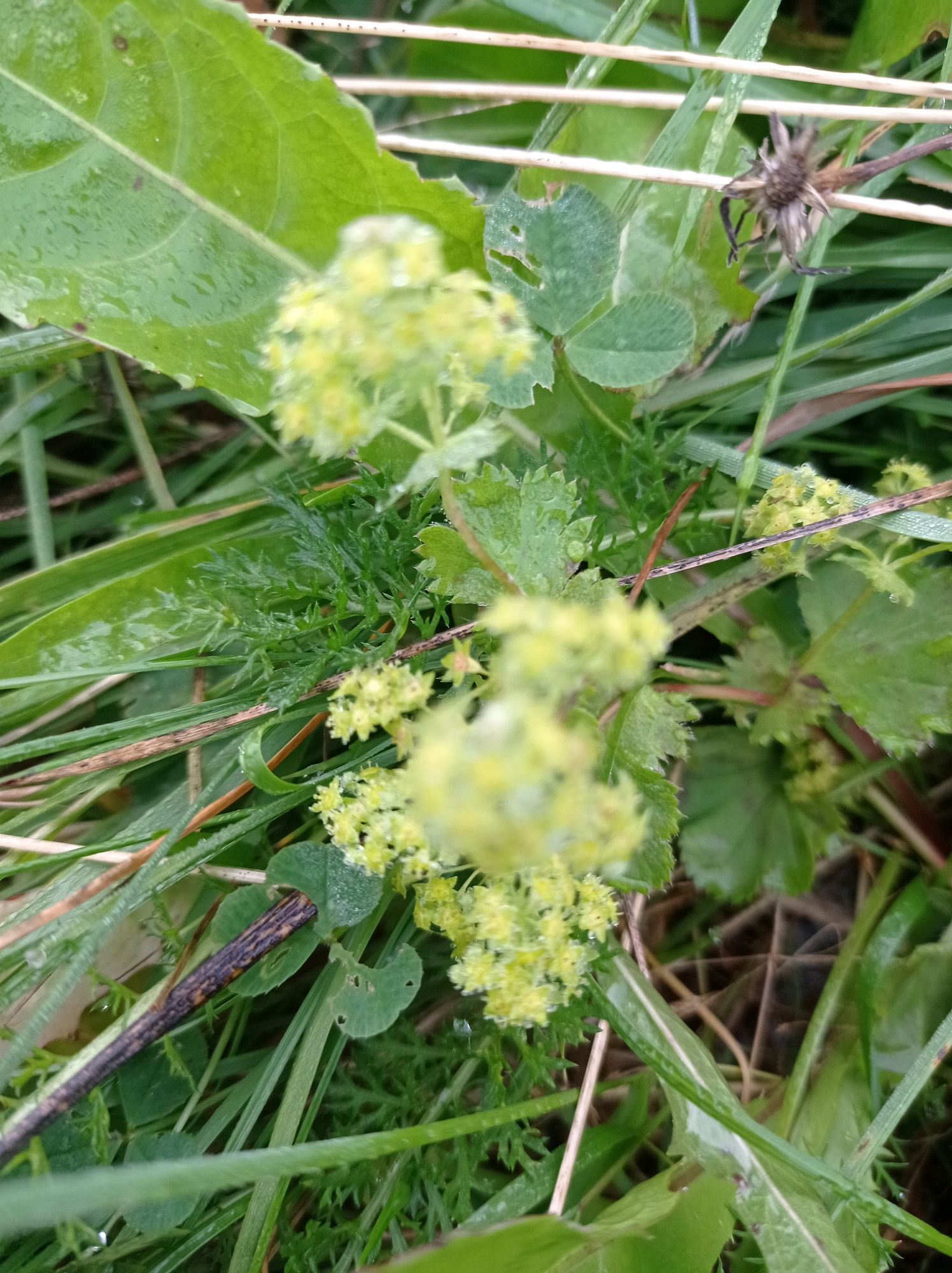 A close-up, eye-level shot captures a patch of dense green foliage, with a few small, pale yellow flower clusters scattered throughout. The leaves are wet with what appear to be raindrops, and some have small perforations. Thin, dry twigs and blades of grass are interspersed with the greener vegetation. In the upper right quadrant, a dried, brown seed head with pointed tendrils is visible, resting on one of the dry twigs. The image appears to be taken outdoors in a natural setting, possibly a field or a garden, and no people or animals are present. The location in Degtyarsk, Russia, is not identifiable from the visual information presented.