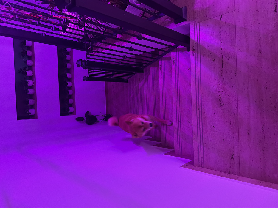 In an interior setting in Priseltsi, Bulgaria, a reddish-brown dog, consistent with a Shiba Inu, is captured descending a flight of light-colored, possibly marble or stone, stairs. The entire scene is bathed in a distinct purple light. The dog is positioned in the middle of the frame, facing downwards, with its front left paw visible on a lower step. The stairs feature horizontal grooves on each tread. To the right, a dark metal staircase railing with ornate vertical balusters is visible. A plain white wall runs along the left side of the staircase. On the upper wall, two recessed shelves are present, one above the other, each containing a row of small potted plants. Below the lower shelf, a larger potted plant on a stand is situated on the floor.
