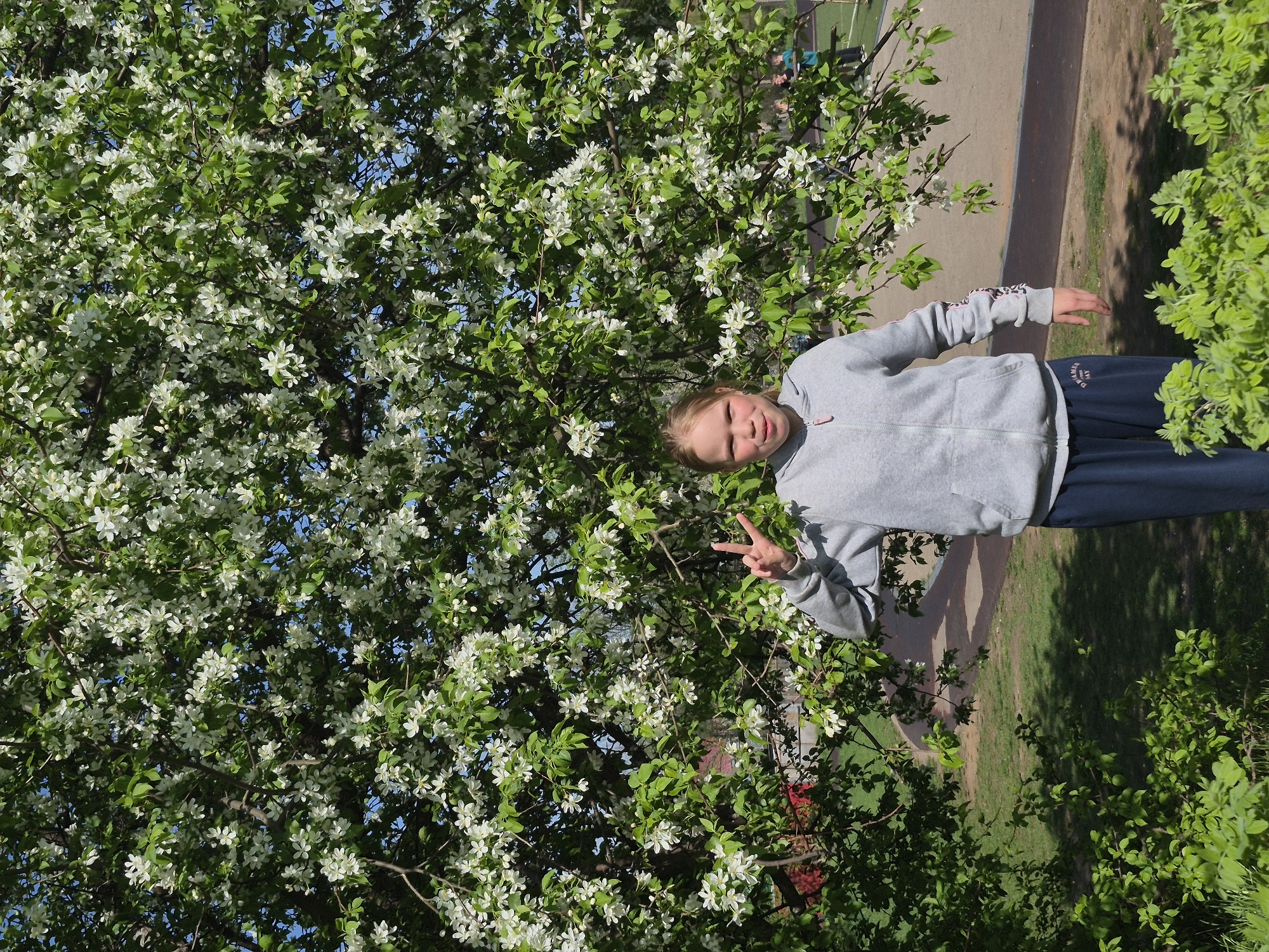 A girl poses in front of a flowering tree in Unknown, Unknown. She is wearing a gray zip-up jacket and navy blue sweatpants. She holds up her left hand with two fingers extended in a peace sign. The tree behind her is full of white blossoms. To the right, there are green bushes and a glimpse of a paved area.