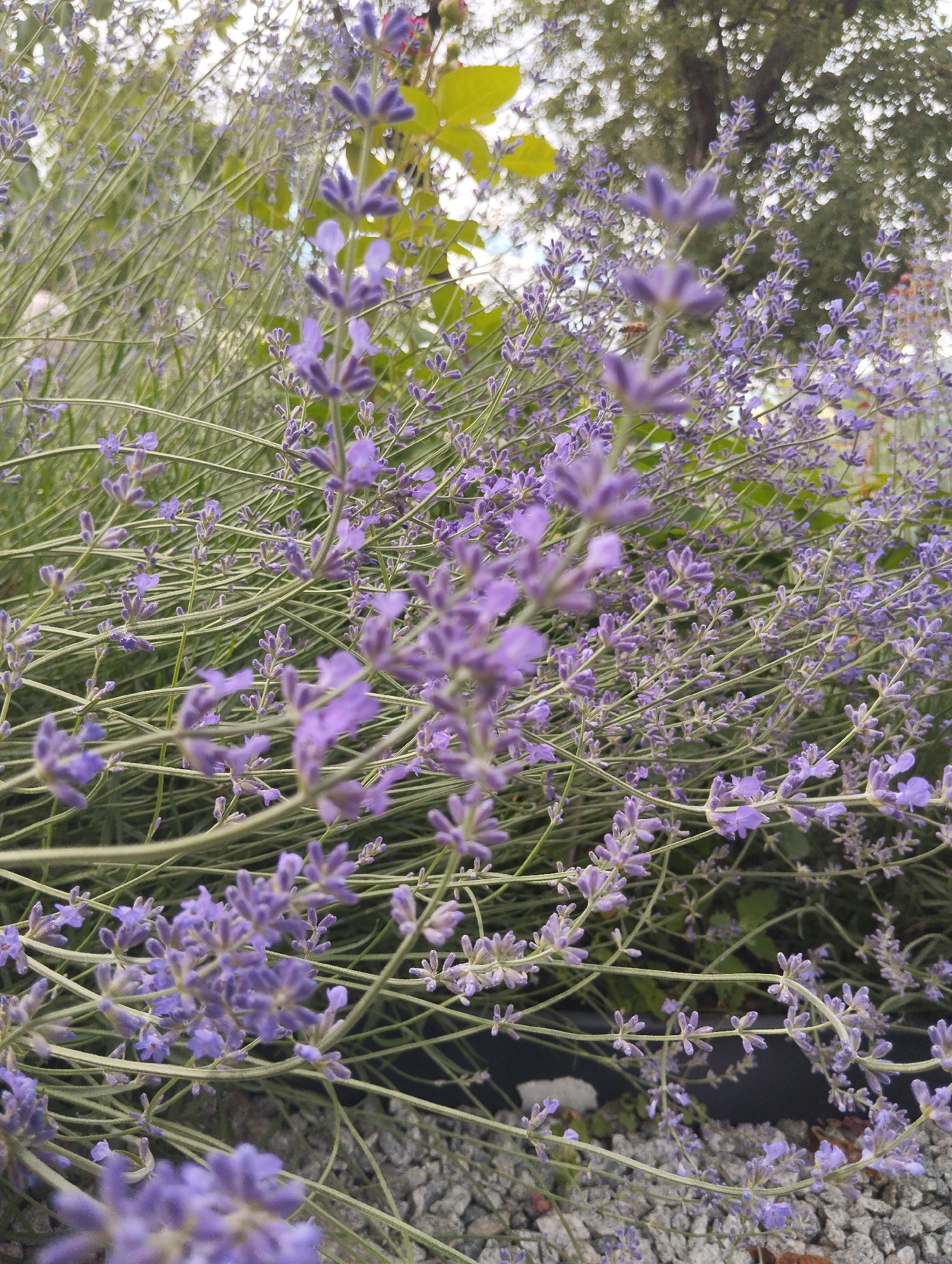 The image is a close-up, low-angle shot of a lavender bush. The lavender is in bloom with many small purple flowers on thin green stems. The background is blurred, showing hints of green leaves and trees. The bottom of the image shows a layer of grey gravel. There are no people or animals visible in the image. The location in the city of Dnipro, Ukraine, is not discernible from the visual information provided.