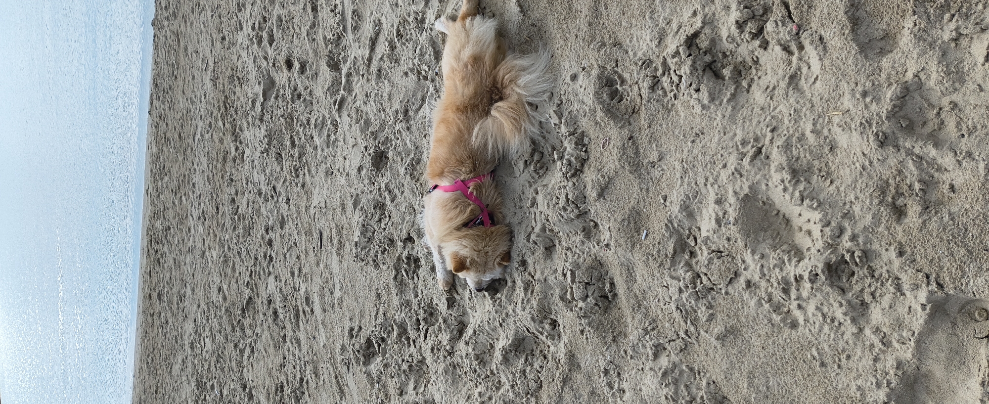 A medium-sized, light brown dog wearing a bright pink harness lies prone on a sandy beach. The dog stretches from the upper center of the frame towards the lower center, with its head near the bottom. The sand appears coarse and uneven. To the left of the sandy beach is the edge of the Black Sea. The image was likely taken at a beach in Varna, Bulgaria, given the prompt's instruction.
