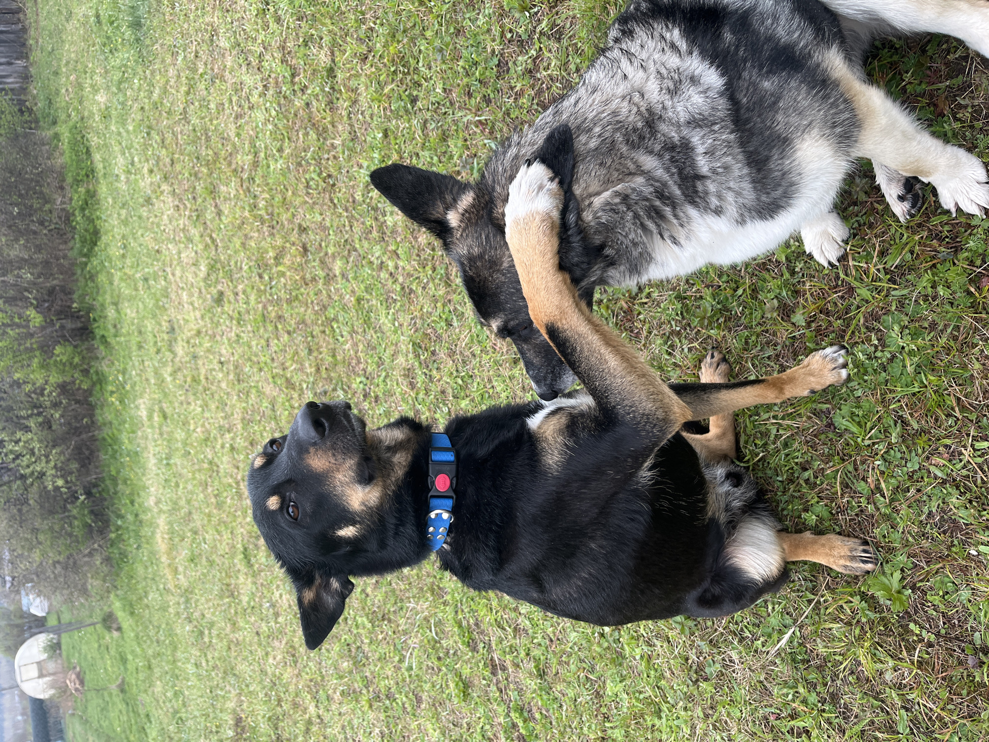 Two dogs are on grass. One dog is on its back and has a blue collar with bat symbols on it and a red buckle. The other dog is lying on top of the dog on its back and has its paw on the dog's head. The grass is green and there are some weeds. The location is not identified.