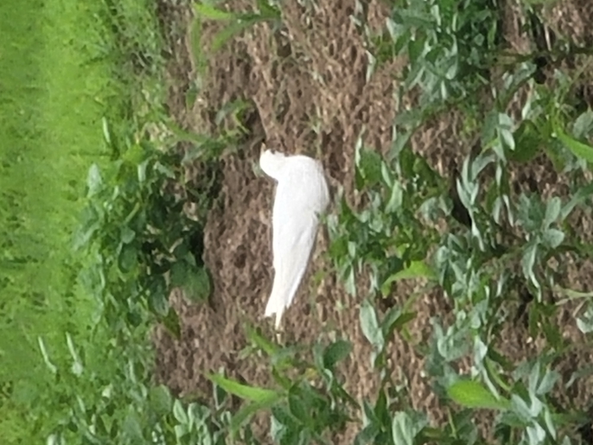 A white bird is perched in the dirt of a garden. The garden is lush with green plants and foliage. The bird is facing to the right and is looking down.