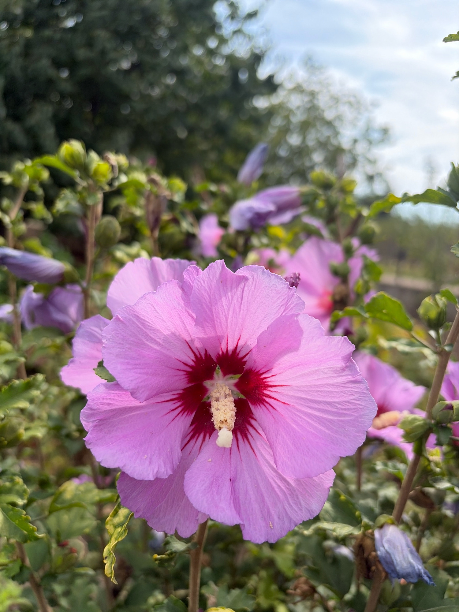 In Oxentea, Moldova, a close-up view showcases a vibrant pink hibiscus flower in the foreground, its delicate petals unfurling outwards. The flower features a deep red center with prominent veins radiating through the pink. The stamen, tipped with yellow pollen, is visible in the heart of the bloom. Surrounding the prominent flower are more hibiscus blooms, some in focus and others softly blurred in the background, displaying various shades of pink and purple. Green foliage and unopened flower buds are interspersed throughout the scene, creating a lush, garden-like environment. The sky, with patches of clouds, is visible in the upper portion of the image, suggesting an outdoor setting under natural light.