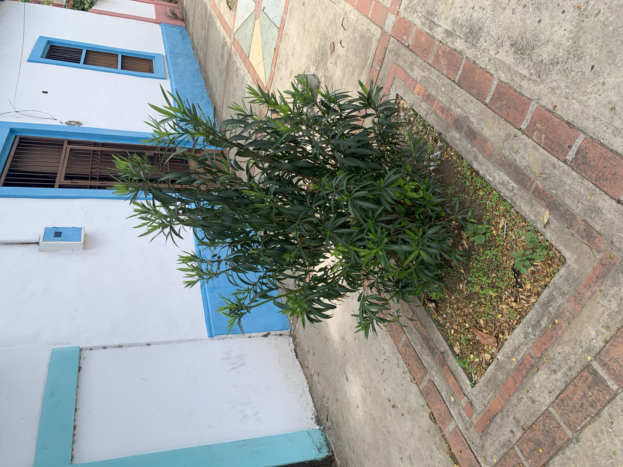 This image depicts a street-level view of a building exterior and adjacent sidewalk in Santa Ana, Venezuela. The primary subjects are a white building with blue trim around its windows and doors, and a small green plant growing in a recessed planter. The planter is bordered by concrete and reddish-brown bricks.
The building features two windows with dark, slatted shutters and decorative blue frames. Below one of the windows, a white box with a blue grid pattern is mounted on the wall. Another section of the building, visible in the lower left, is also painted white and has a light blue horizontal stripe. The building's facade shows some signs of wear, with minor paint chipping.
The sidewalk is made of concrete and is decorated with a pattern of square tiles in muted shades of yellow, green, and pink. The planter contains soil, scattered leaves, and small green weeds. The plant in the planter is bushy with long, narrow, dark green leaves.
No people are visible in the image. The scene appears to be set during the daytime, with natural light casting shadows. The weather seems fair. The architecture and the tile pattern suggest a warm climate and a possibly residential or commercial area in Venezuela. The overall impression is one of a quiet, ordinary urban street scene. No text is visible in the image.
