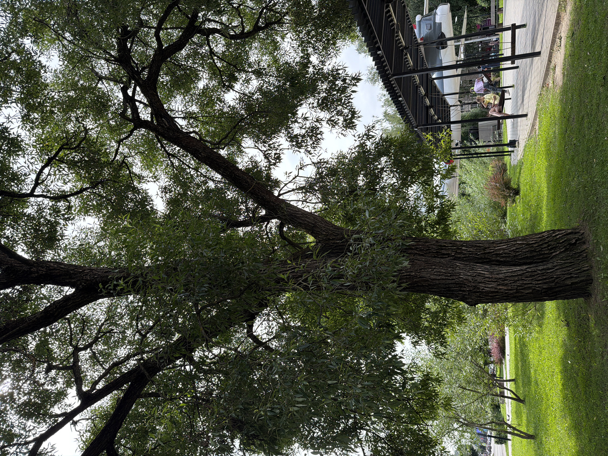 In the city of Sof'ino, Russia, a large, mature tree with a thick, textured trunk and sprawling branches dominates the foreground of the image. Its dense green foliage partially obscures the sky. To the right, under a modern, open-air canopy supported by dark metal beams, a retired aircraft is displayed. Several people are seated on swings suspended beneath the aircraft, some appearing to interact with each other. The ground is covered in well-maintained green grass and a paved walkway. In the background, other trees and shrubs are visible, with glimpses of buildings and a street with vehicles suggesting an urban or park setting. The lighting indicates it is daytime, with sunlight filtering through the tree canopy.