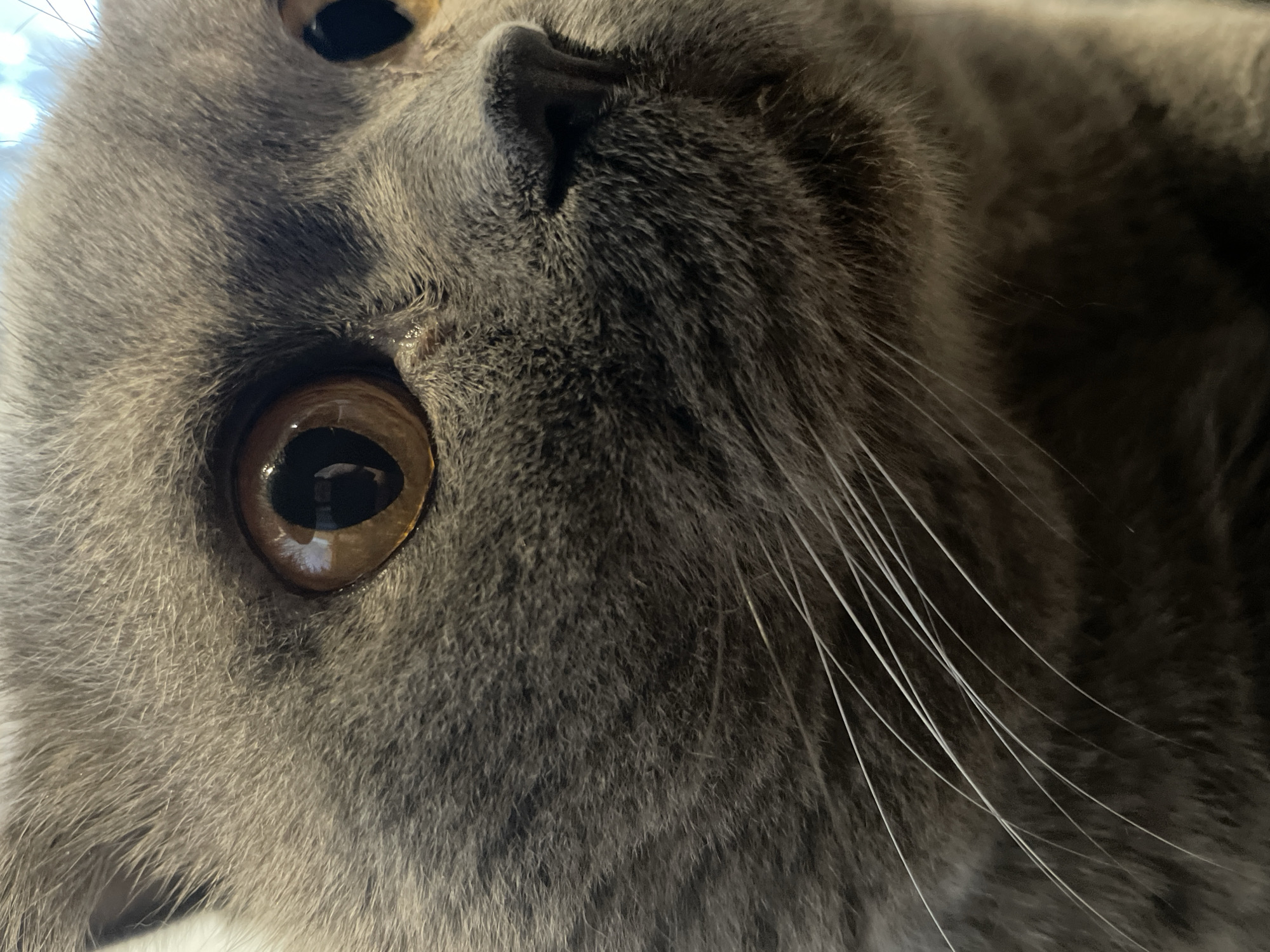 This media file is a close-up, low-angle shot of a gray cat's face. The cat's fur is short and dense, with subtle variations in shade, giving it a soft appearance. The focus is primarily on the cat's left eye, which is large and round with a brown iris and a dark pupil. A reflection is visible in the pupil, suggesting a light source, possibly a window or lamp. The cat's nose is dark and slightly moist, with visible nostrils. Long, white whiskers fan out from the sides of its muzzle, some of which are slightly blurred due to the shallow depth of field. The overall impression is one of an intimate portrait, capturing a moment of stillness and close observation. There is no visible text, and no specific clues about the time of day, weather, or precise location are provided. The emotion conveyed is one of gentle curiosity or peaceful repose.