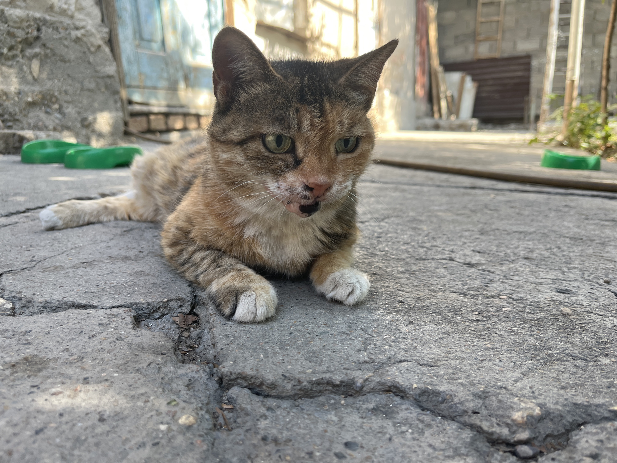A tortoiseshell cat with green eyes and an open mouth lies on cracked asphalt in an outdoor urban setting. The cat's fur is a mix of black, orange, and cream. Its paws are white and resting on the ground. In the background, a blue door is visible on a weathered building, along with some debris and plants. The scene appears to be in an alley or backyard. The location of Taraz city administration, Kazakhstan is not depicted or indicated in the image.