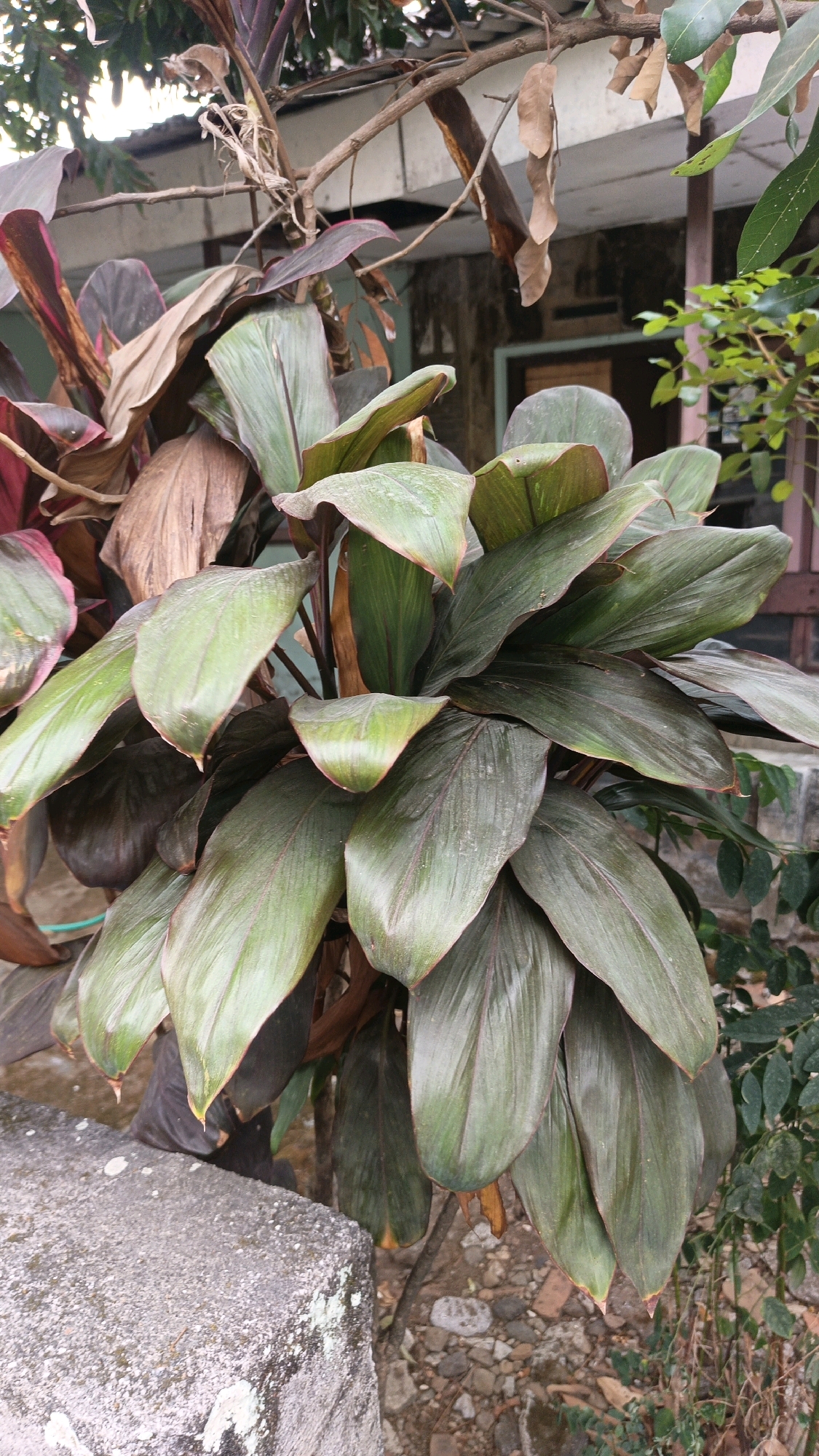 A close-up, eye-level shot captures a leafy green plant with reddish-purple undertones, situated outdoors. The plant's large, elongated leaves, some appearing slightly wilted and brown, are the primary focus. A rough, greyish stone with patches of white lichen sits to the left of the plant. In the background, a building with a tiled roof and wooden window frames is visible, suggesting an urban or suburban setting. The ground is covered with a mix of soil, small stones, and dried leaves. The overall impression is a well-established plant in a somewhat rustic, natural environment within an inhabited area. The location is identified as Genuk Barat, Indonesia.