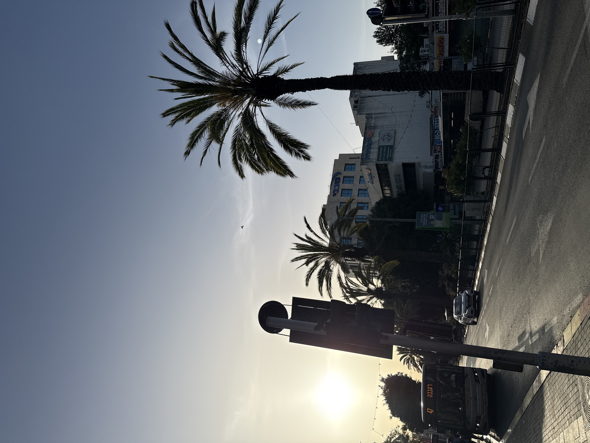 This is an eye-level, medium shot in a somewhat rotated orientation. It shows a palm-tree-lined street at what appears to be a city intersection.
The dominant features are two tall palm trees. The top one is in the upper left quadrant. There's a second palm tree lower in the shot, located near the bottom center. A traffic light post is in the lower-middle area of the picture. Further down, at the bottom of the image, there is a bus with the number 47 on its front. The text “Raanana” is written in Hebrew, identifying the location in the city of Raanana, Israel.
The street is paved and stretches away into the background, with a couple of cars visible in the middle ground.
The sky is clear and bright. A building with various advertisements and the word "Tropicolin" can be seen further back on the other side of the street. Several businesses and establishments along the street appear, featuring signs in Hebrew. The image suggests a sunny day.