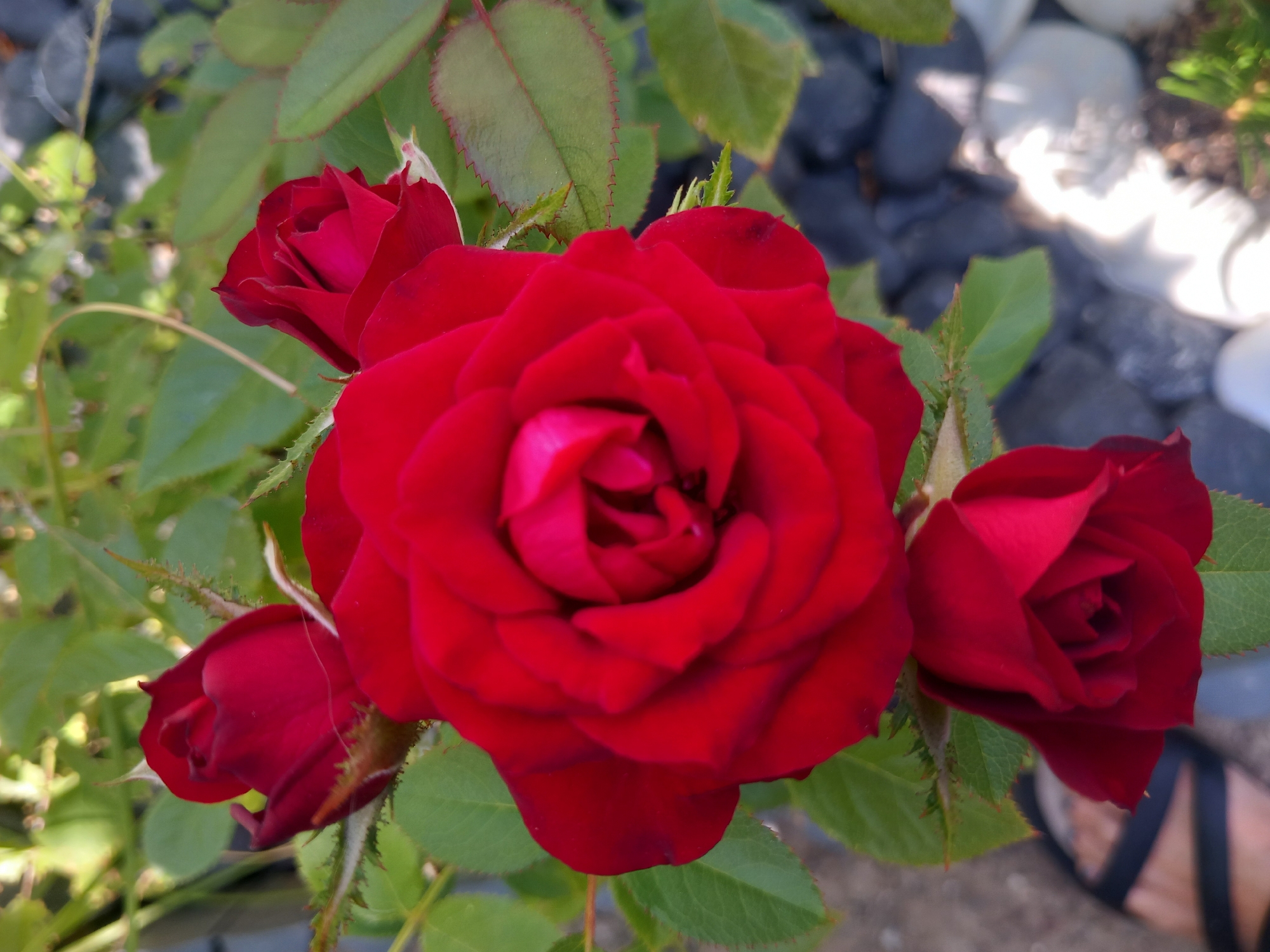 The image is a close-up, high-angle shot of several red roses and green leaves against a blurred background of dark pebbles and white stones. A person's foot, wearing a black sandal, is visible in the lower left corner. The roses are in various stages of bloom, with some fully open and others as buds. The lighting suggests it is daytime, possibly late morning or early afternoon, with sunlight creating highlights on the petals and leaves. The scene appears to be a garden setting, likely outdoors in a residential or public area within the city of Άγιος Νεκτάριος, Greece, given the mention of the location.
