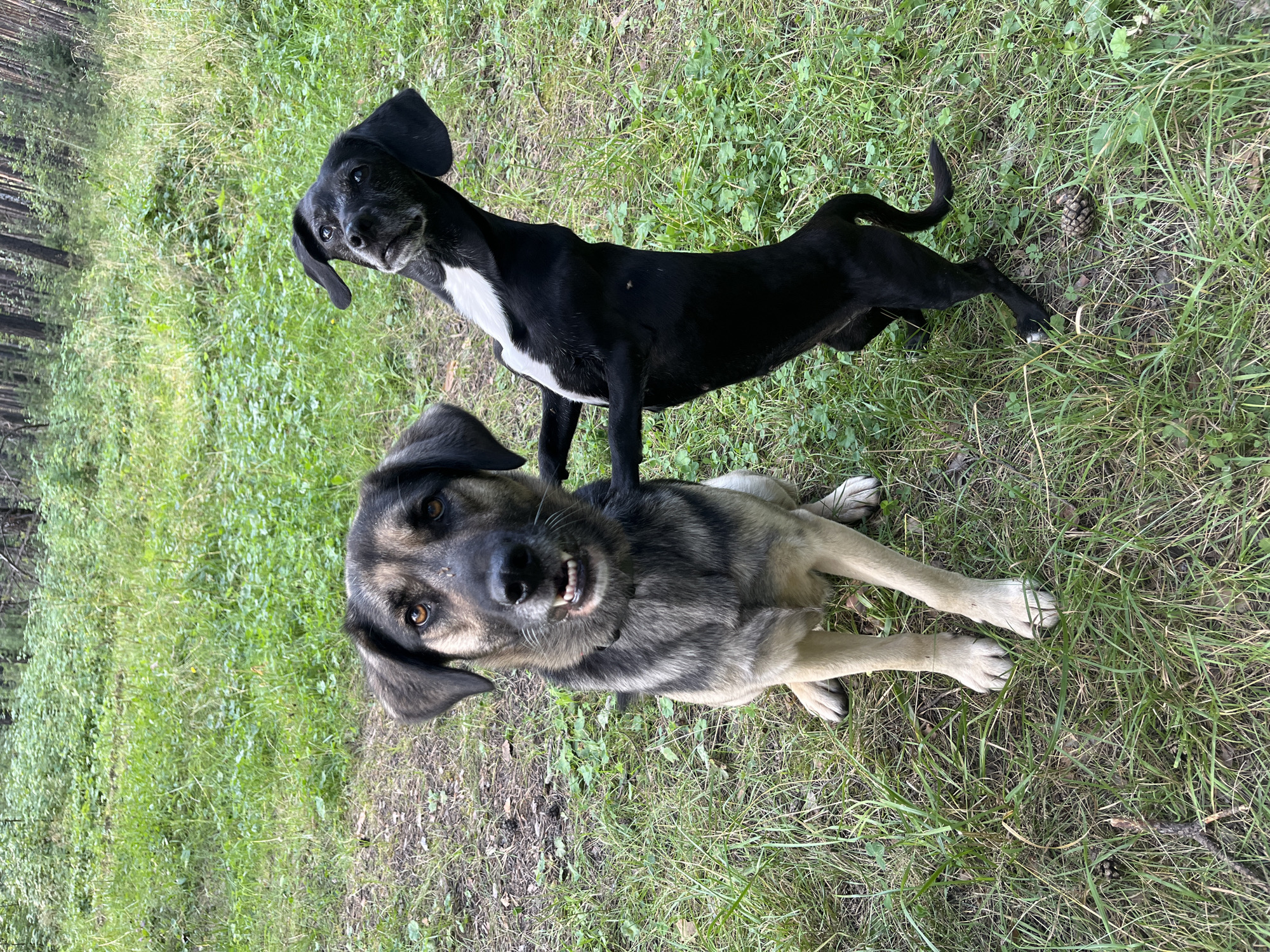 Two dogs are in a grassy area with trees in the background. The dog on the left is larger with grey and tan fur and is sitting. The dog on the right is smaller, black with a white chest, and is standing on its hind legs, leaning on the larger dog. The ground is covered in green grass and some dirt. The background consists of a forest with tall trees. The lighting suggests it is daytime, with natural light filtering through the trees. The image appears to have been taken outdoors, in a natural setting.