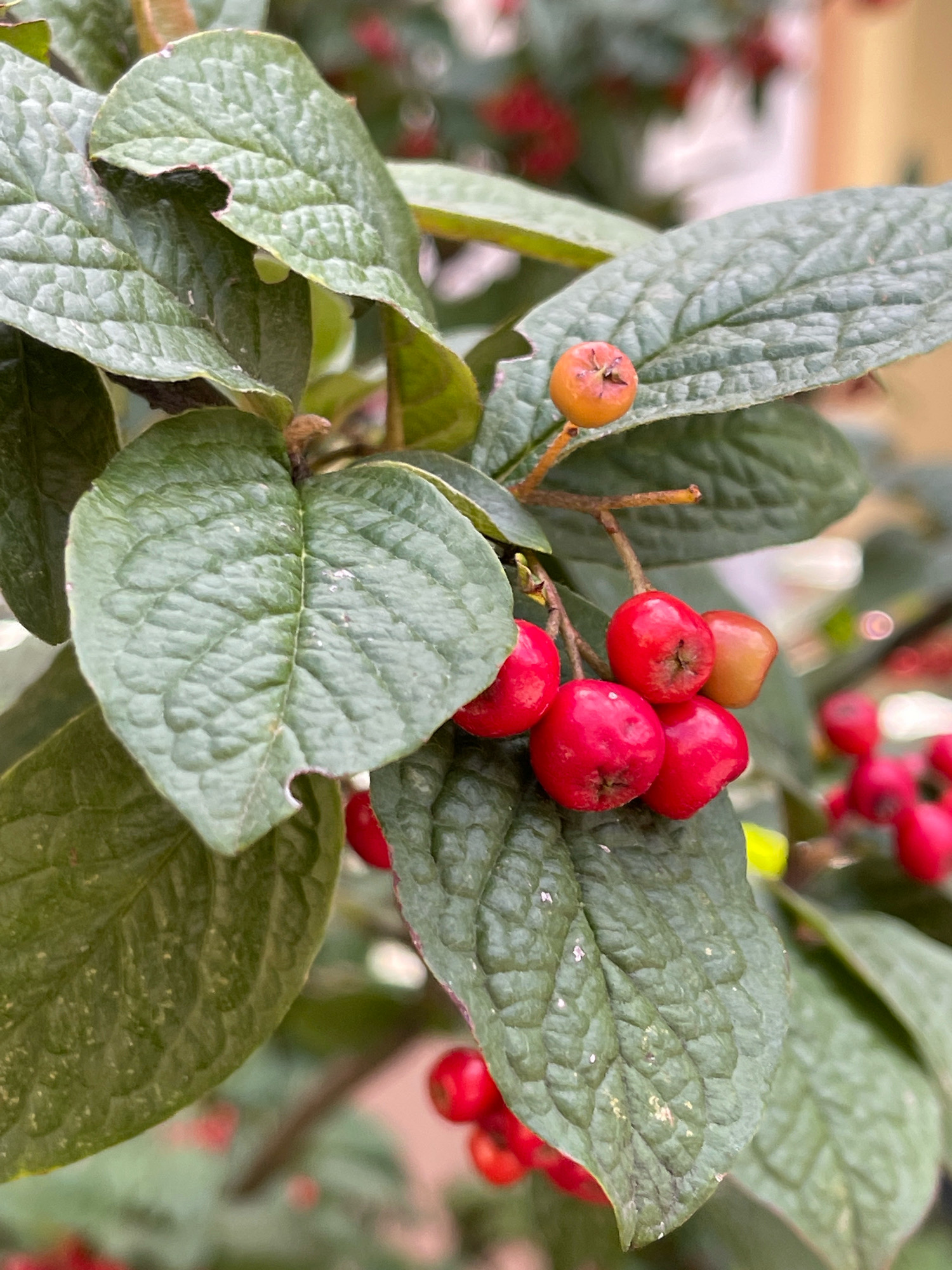 A close-up, vertical, medium shot captures a cluster of small, bright red berries growing on a branch with green leaves. One single, round, orange berry is visible higher up on the branch. The leaves are textured with visible veins and some appear slightly damaged with small holes. The background is softly blurred, showing more indistinct red berries and hints of muted green and yellow. The scene appears to be outdoors, likely in a garden or natural setting, with the bokeh effect suggesting a shallow depth of field. The image does not contain any people or specific landmarks that would indicate a location in Konstancin-Jeziorna, Poland, or any other city.