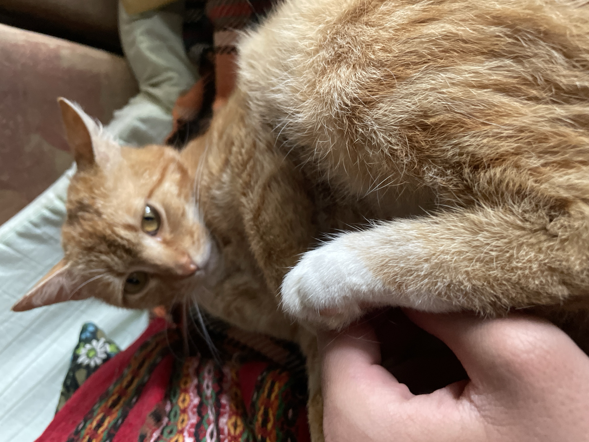 The image depicts an indoor scene within the city of Zlatograd, Bulgaria. The primary subject is an orange tabby cat, positioned centrally and partially out of focus at the head. The cat has distinctive yellow-green eyes, prominent whiskers, and erect ears. Its body is covered in orange and white fur, with a visible white paw being gently touched by a human hand. The human hand, characterized by light skin, is positioned in the lower-left quadrant, making direct contact with the cat's white paw.
The background consists of multiple textiles. To the left, a red fabric with intricate, colorful patterns is visible. Behind the cat's head, a light green textile is present. To the right, another textile with an orange and brown plaid pattern can be discerned. The cat appears to be lying down comfortably, surrounded by these various fabrics, suggesting a cozy, domestic setting. No other individuals or specific objects are clearly identifiable. The interaction between the human hand and the cat's paw suggests a moment of petting or gentle holding.