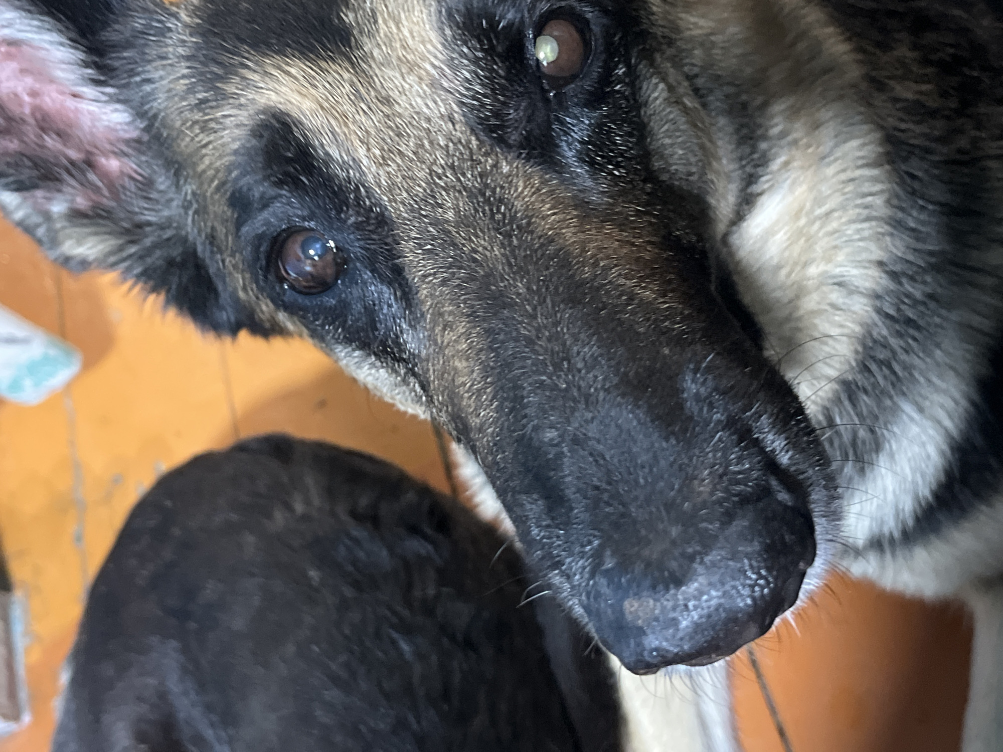 A close-up view from below focuses on the head and snout of a German Shepherd dog. The dog has dark brown eyes with visible reflections. Its fur is a mix of black, brown, and gray, with a black nose. A smaller, black dog appears in the bottom left corner. The background is blurred and shows what appears to be a wooden floor. There is no evidence to support the image's association with the city of Nizhny Tagil, Russia.