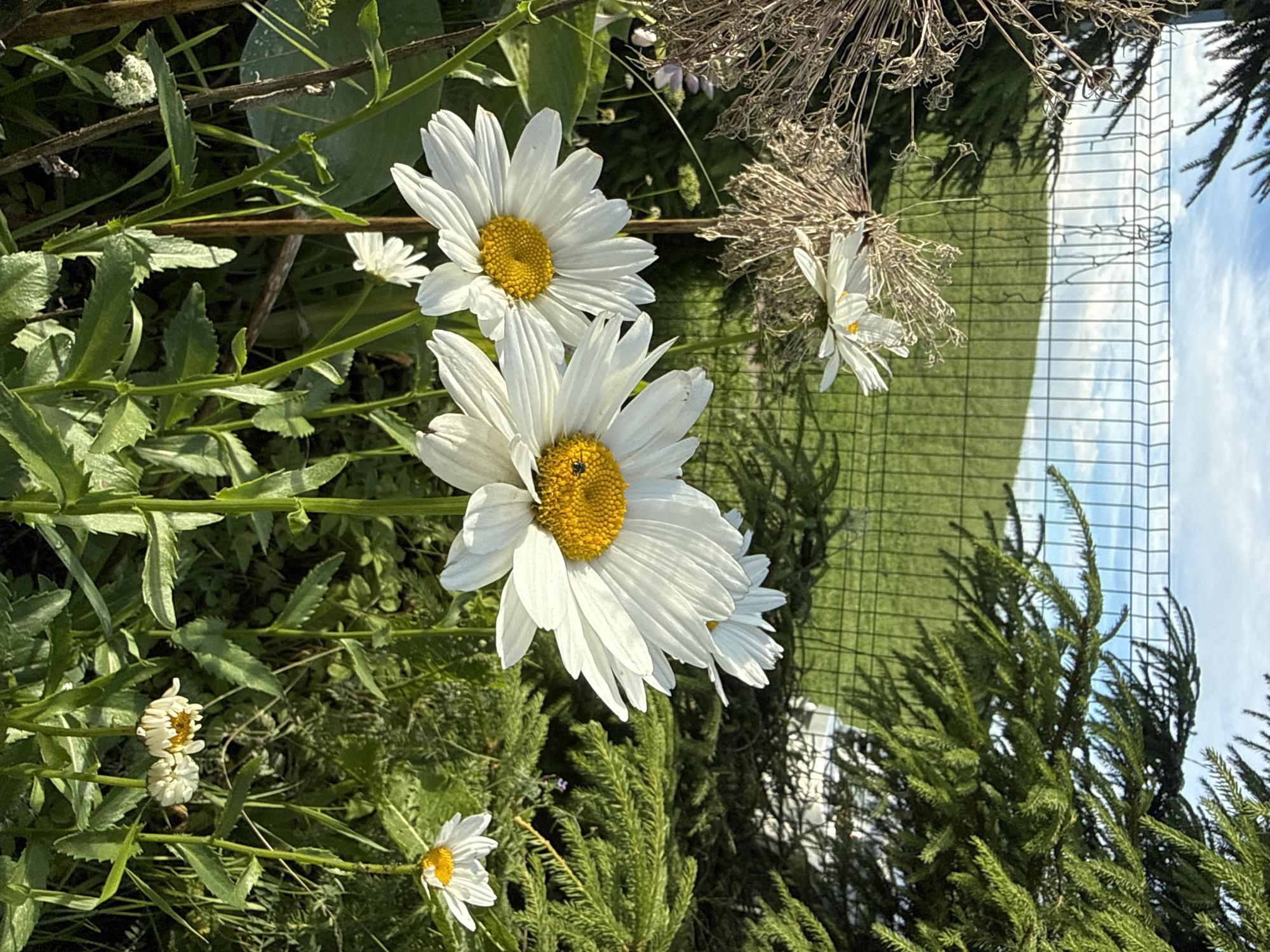 The image captures a close-up view of several white daisies with yellow centers in a garden setting. A small insect is visible on the petals of the largest daisy in the foreground. The daisies are surrounded by green foliage and some dried, brown plant stalks. In the background, a wire fence separates the garden from a grassy hillside, and evergreen trees frame the scene. The sky above is blue with scattered clouds. The location is specified as Galinė, Lithuania. There are no people or specific actions depicted.