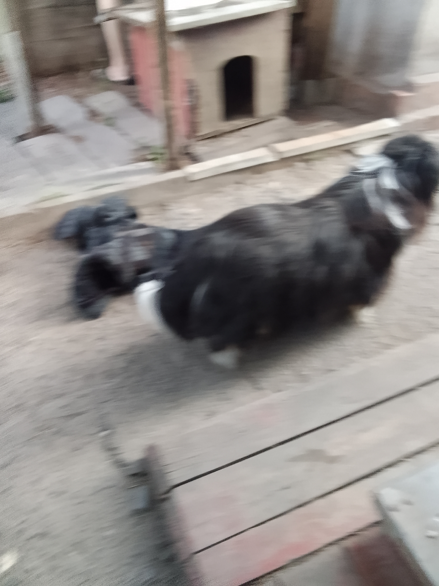 The image is a blurry, close-up, outdoor, ground-level shot of what appears to be a black and white cat with a fluffy tail. The cat is in motion, likely walking or running, as indicated by the motion blur. In the background, there is a wooden structure that resembles a small doghouse or shed, and some wooden planks on the ground. The lighting suggests it is daytime. The scene appears to be in a yard or outdoor area. There is no information or visual evidence to suggest this location is in Volgograd, Russia.