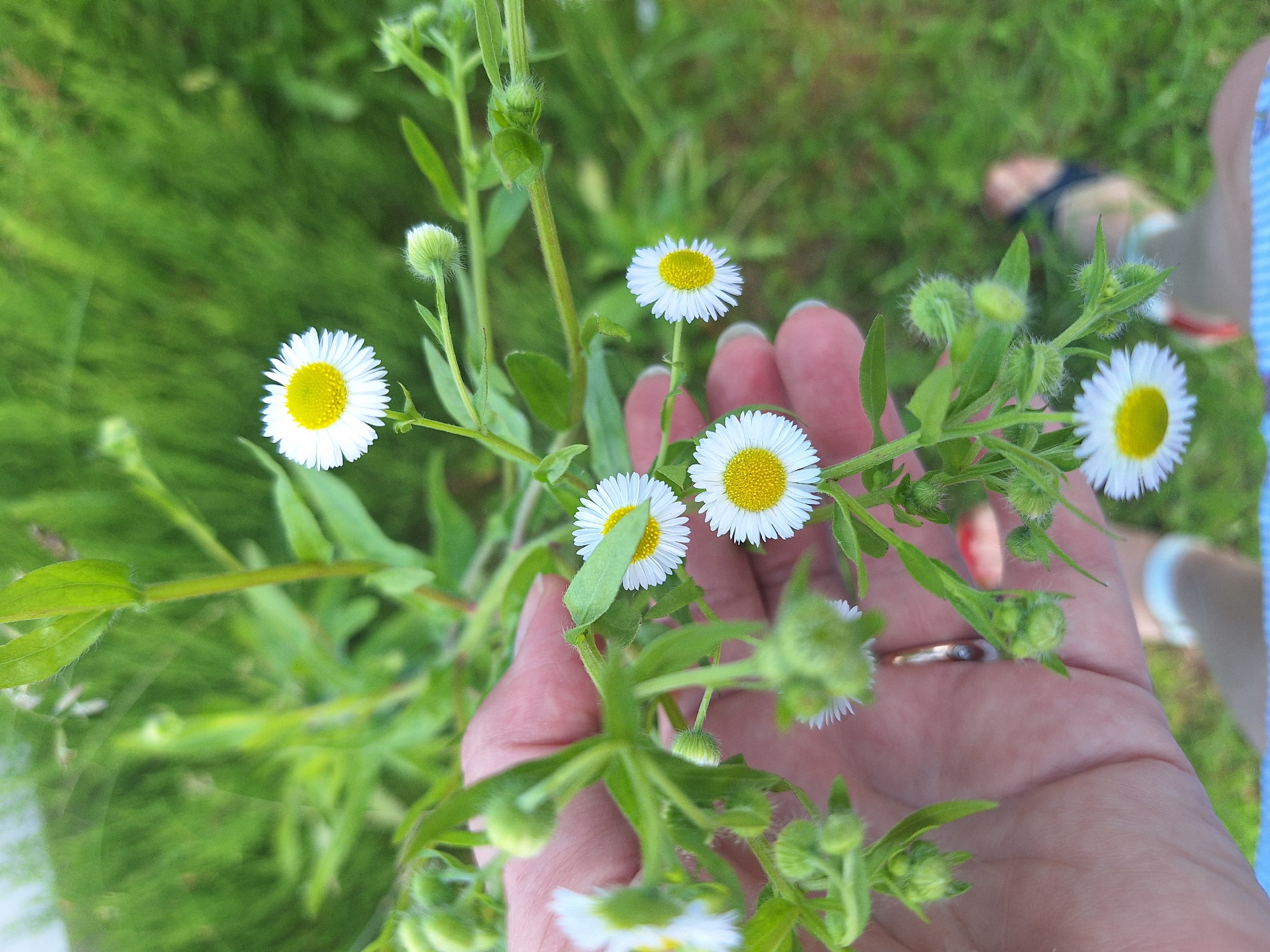 The image shows a close-up, outdoor shot of a hand holding a cluster of small white daisies with yellow centers. The hand is holding the stems of the flowers, with some of the flowers in focus and others blurred. The background is a blur of green foliage, suggesting a natural, grassy environment. There are other daisies and unopened buds visible on the stems. A ring is visible on one of the fingers of the hand. The lighting suggests it is daytime. The general setting appears to be a field or garden area.