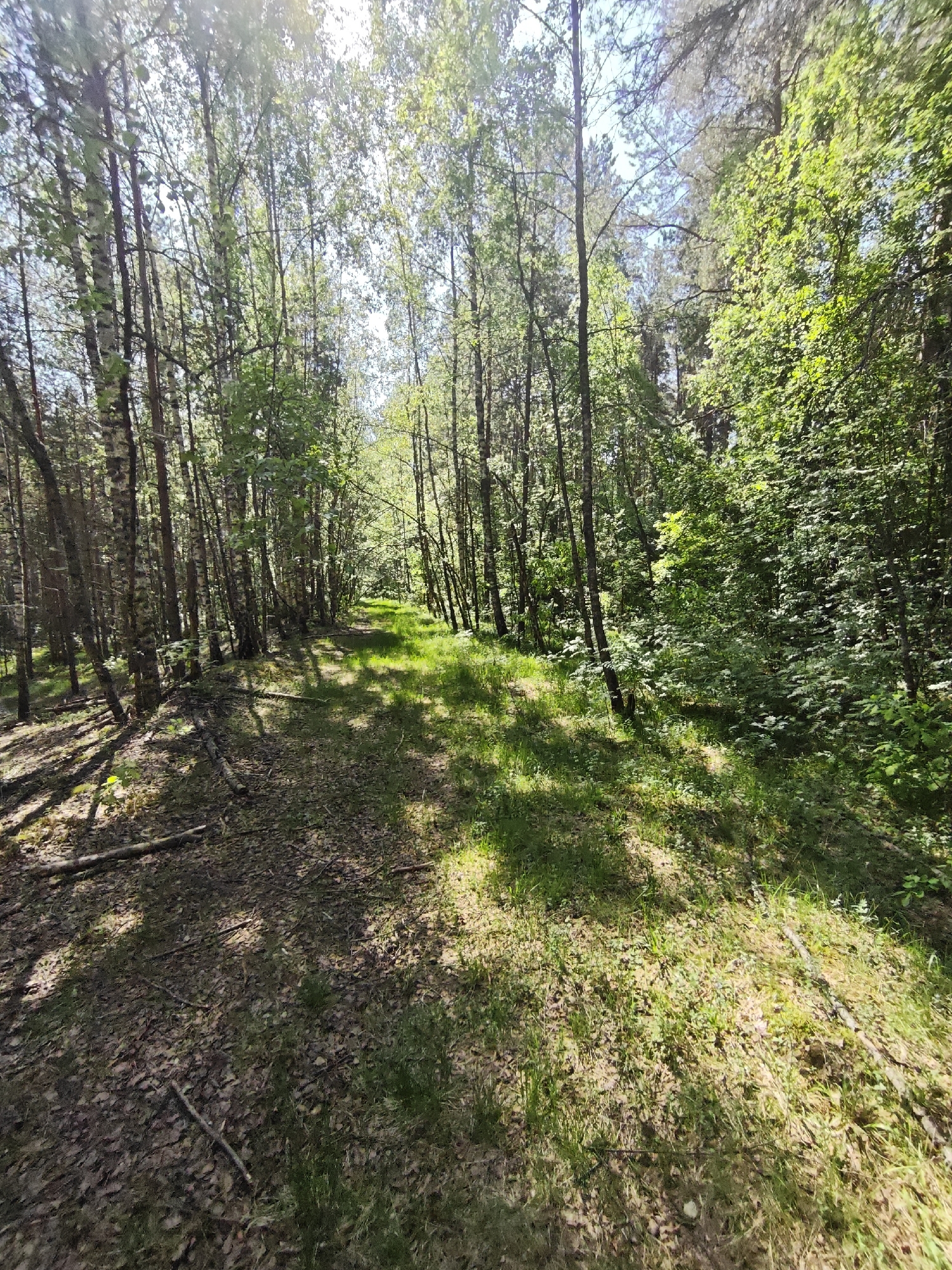 The image shows a path through a forest in Боровково, Russia. The path is covered in grass and leaves, with trees lining both sides. Sunlight filters through the trees, creating shadows on the ground. There are no people visible in the image. The scene is a natural environment with a focus on the path and surrounding vegetation.