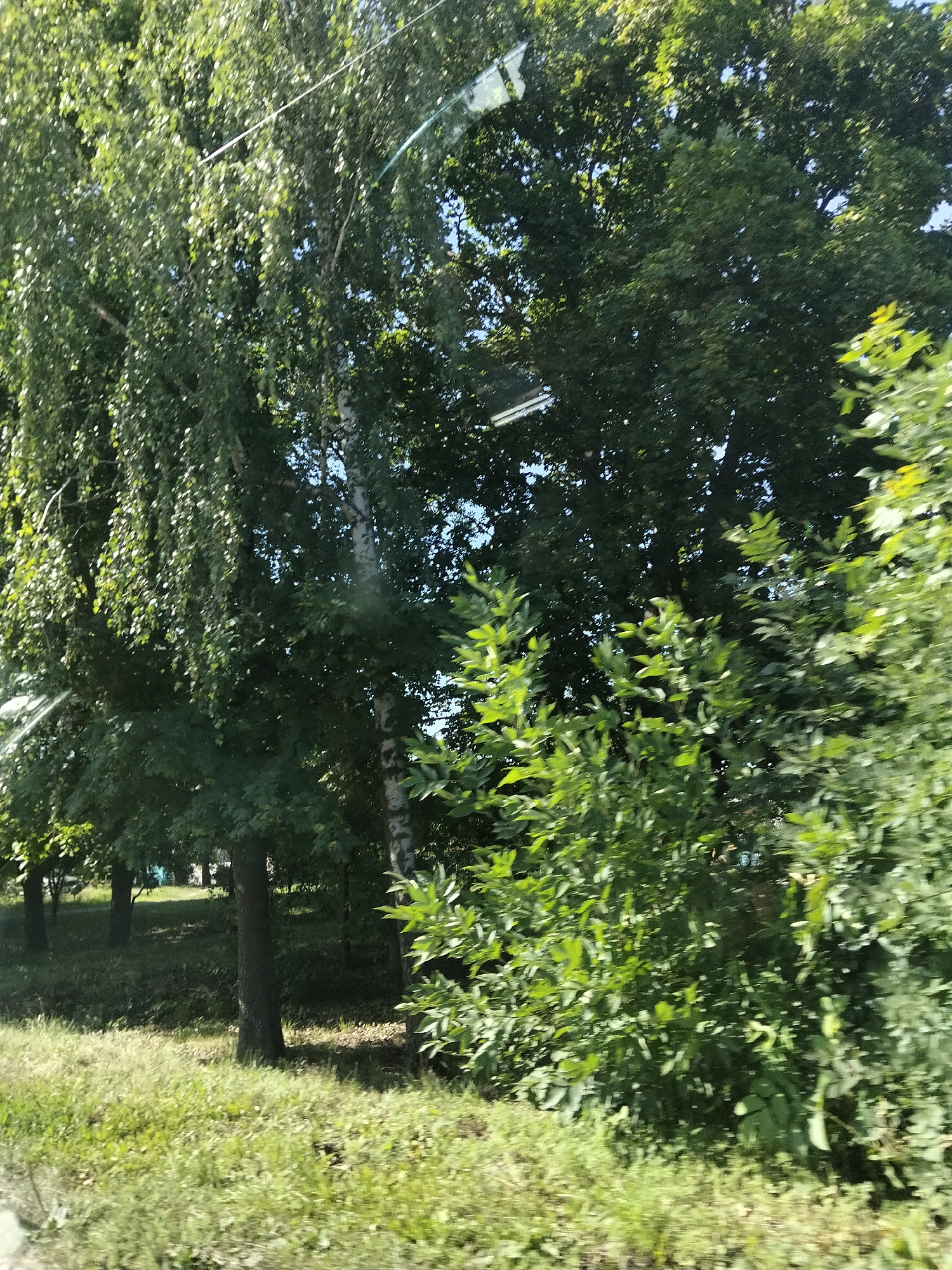 The image depicts a sunlit scene of trees and grass, likely in an outdoor setting within the city of Myrhorod, Ukraine. The foreground features lush green grass with patches of sunlight filtering through. In the midground, several trees with dense green foliage dominate the scene, with one prominent birch tree visible. The background is filled with more trees and what appears to be a hint of blue sky. The overall impression is of a natural landscape, possibly a park or a residential area with significant greenery. There are no people or specific objects that would indicate a particular event or activity. The image appears to have been taken from a moving vehicle, as evidenced by the motion blur present in some parts of the foliage.
